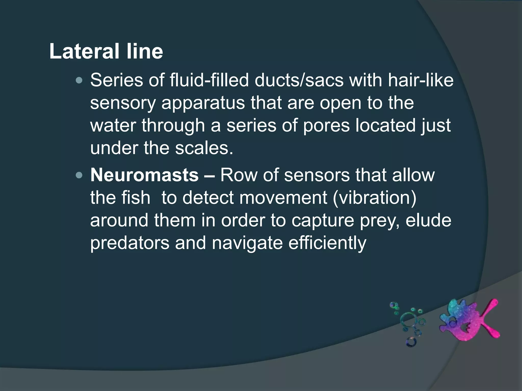 Lateral line
 Series of fluid-filled ducts/sacs with hair-like
sensory apparatus that are open to the
water through a series of pores located just
under the scales.
 Neuromasts – Row of sensors that allow
the fish to detect movement (vibration)
around them in order to capture prey, elude
predators and navigate efficiently
 