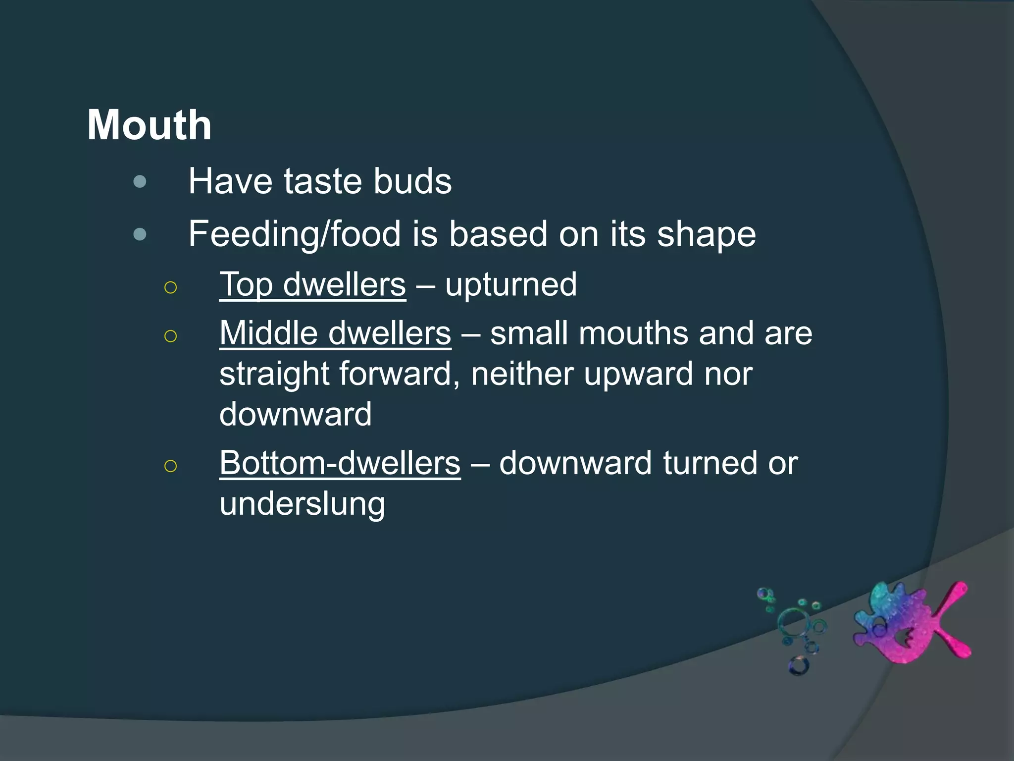 Mouth
 Have taste buds
 Feeding/food is based on its shape
○ Top dwellers – upturned
○ Middle dwellers – small mouths and are
straight forward, neither upward nor
downward
○ Bottom-dwellers – downward turned or
underslung
 