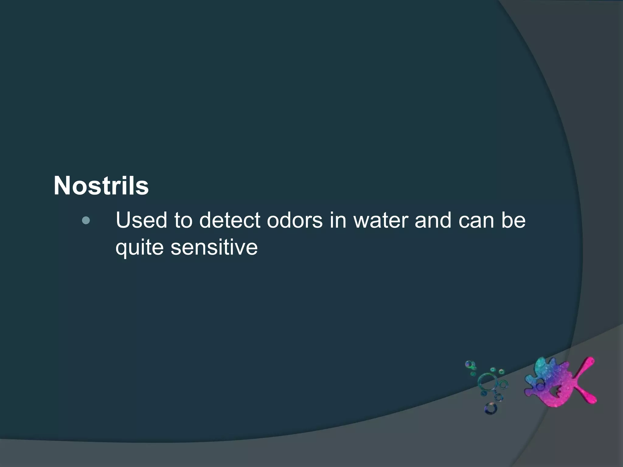 Nostrils
 Used to detect odors in water and can be
quite sensitive
 