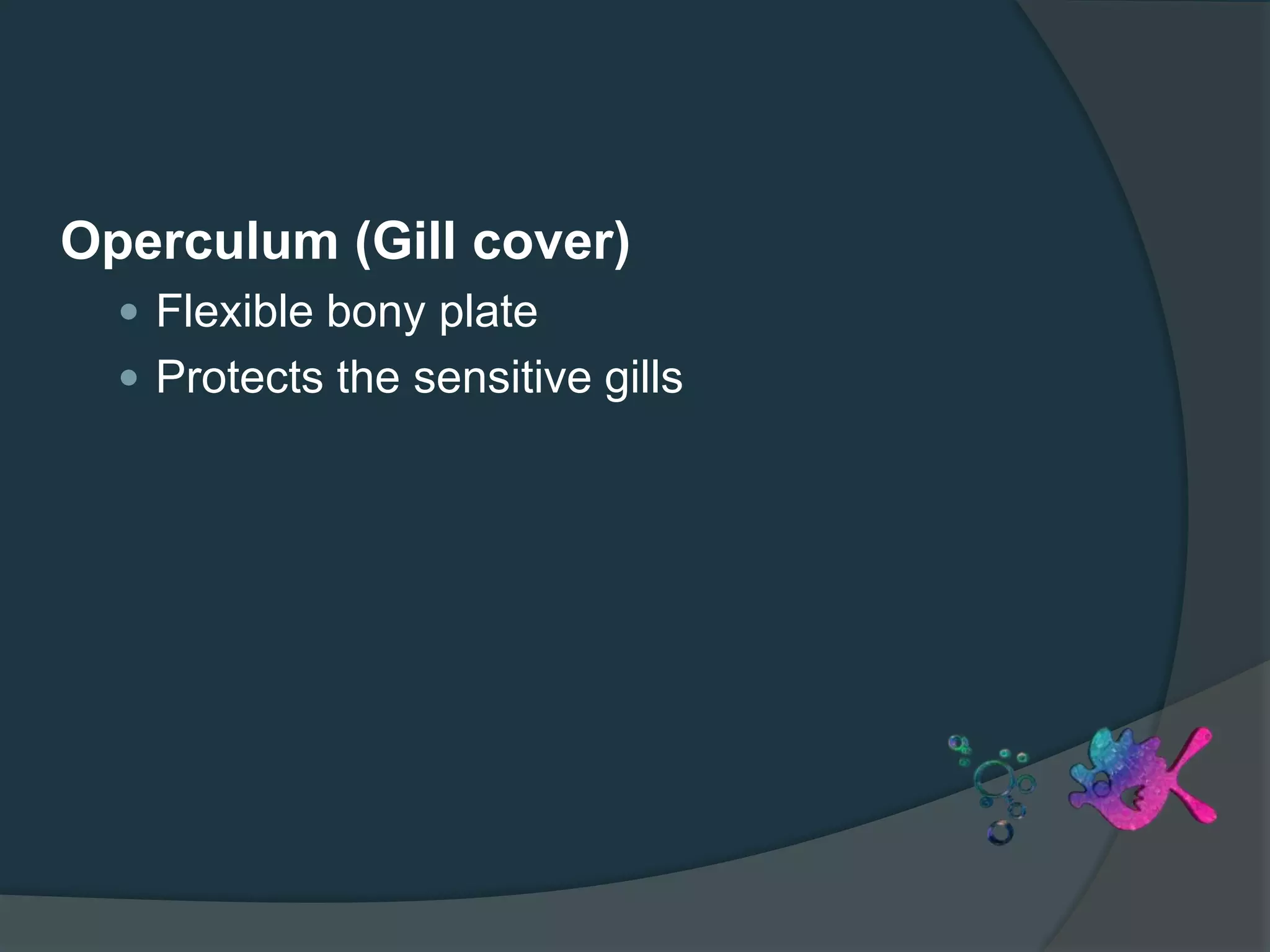 Operculum (Gill cover)
 Flexible bony plate
 Protects the sensitive gills
 