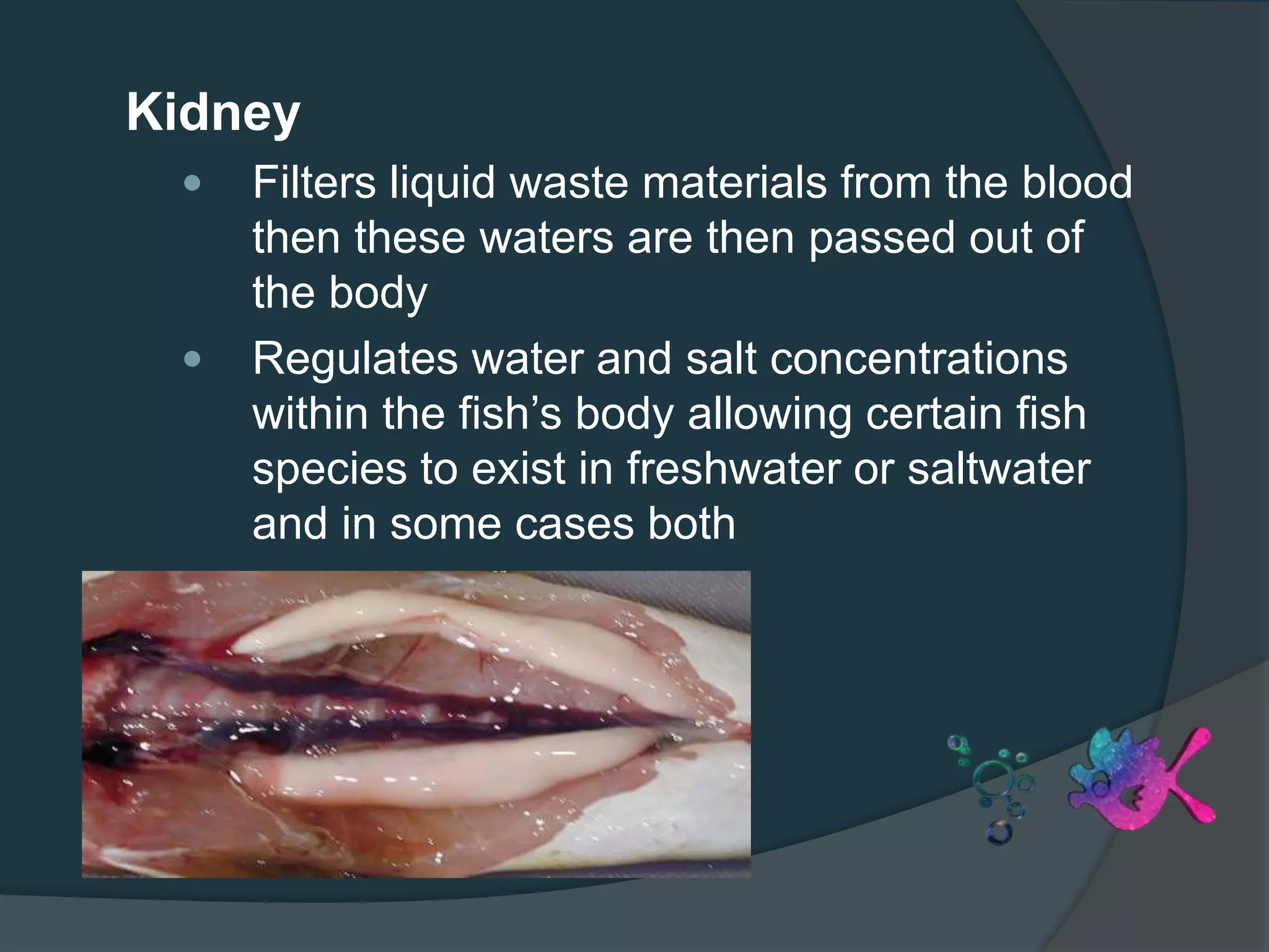 Kidney
 Filters liquid waste materials from the blood
then these waters are then passed out of
the body
 Regulates water and salt concentrations
within the fish’s body allowing certain fish
species to exist in freshwater or saltwater
and in some cases both
 