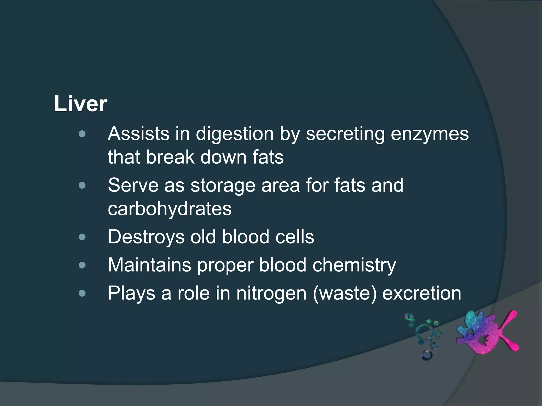 Liver
 Assists in digestion by secreting enzymes
that break down fats
 Serve as storage area for fats and
carbohydrates
 Destroys old blood cells
 Maintains proper blood chemistry
 Plays a role in nitrogen (waste) excretion
 