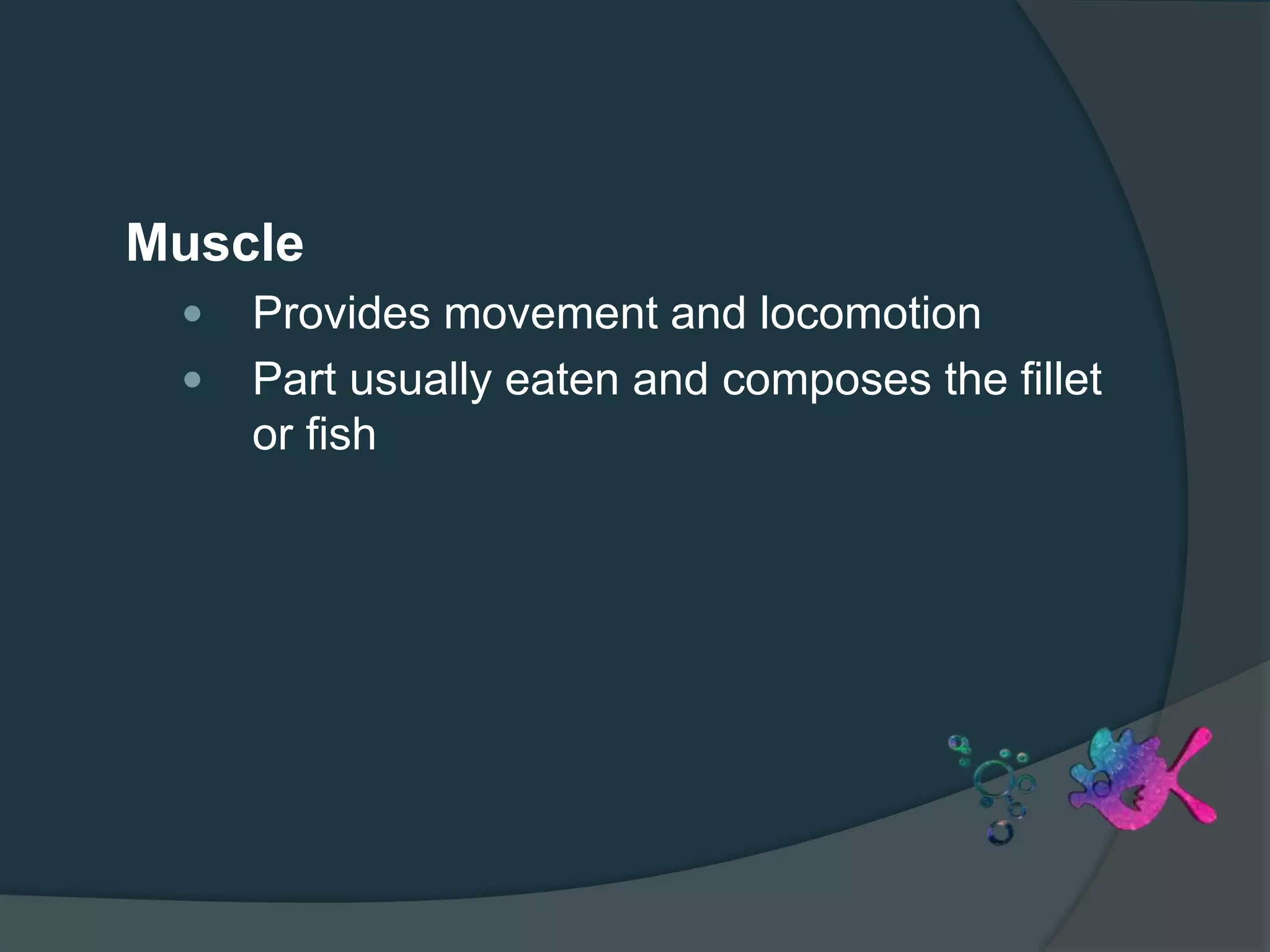 Muscle
 Provides movement and locomotion
 Part usually eaten and composes the fillet
or fish
 