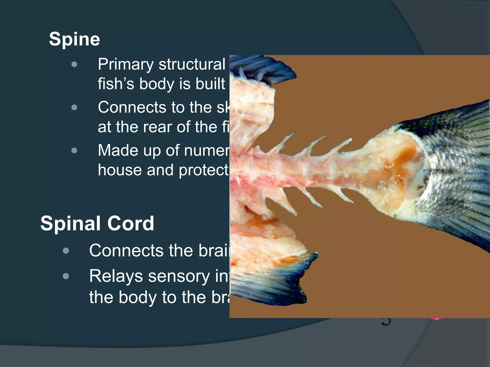 Spinal Cord
 Connects the brain to the rest of the body
 Relays sensory information from the rest of
the body to the brain and vice versa
Spine
 Primary structural framework upon which the
fish’s body is built
 Connects to the skull at the front and to the tail
at the rear of the fish.
 Made up of numerous vertebrae (hollow which
house and protect the delicate spinal cord)
 