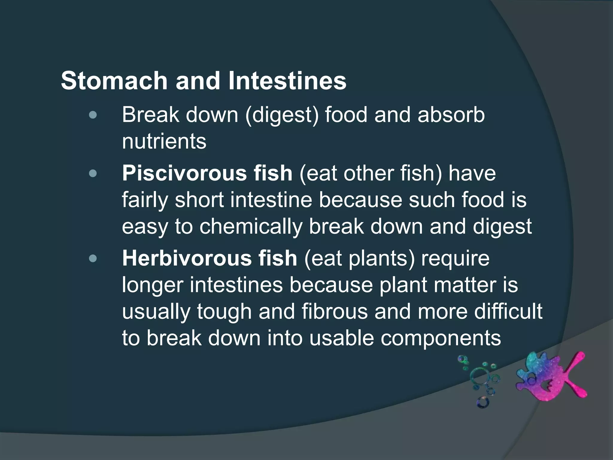 Stomach and Intestines
 Break down (digest) food and absorb
nutrients
 Piscivorous fish (eat other fish) have
fairly short intestine because such food is
easy to chemically break down and digest
 Herbivorous fish (eat plants) require
longer intestines because plant matter is
usually tough and fibrous and more difficult
to break down into usable components
 