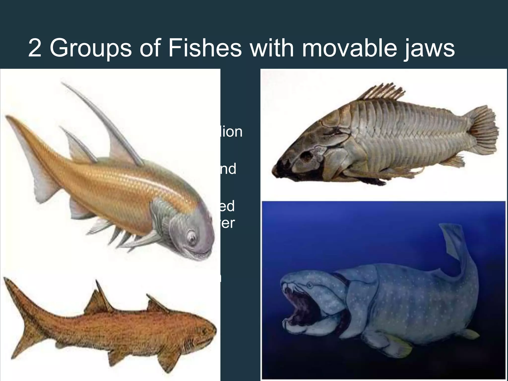 2 Groups of Fishes with movable jaws
PLACODERMS ACANTHODIANS
 Appeared about 395 million
years ago
 Had thick, bony plates and
paired fins
 Their upper jaw was fused
to the skull while the lower
jaw was hinged and
movable
 Extinct about 345 million
years ago
 Class Chondrichthyes
evolved
 Appeared about 410
million years ago
 Distinguished by the
bony spines projecting in
front their fins and by
minute diamond-shaped
scales
 Class Osteichthyes
evolved
 