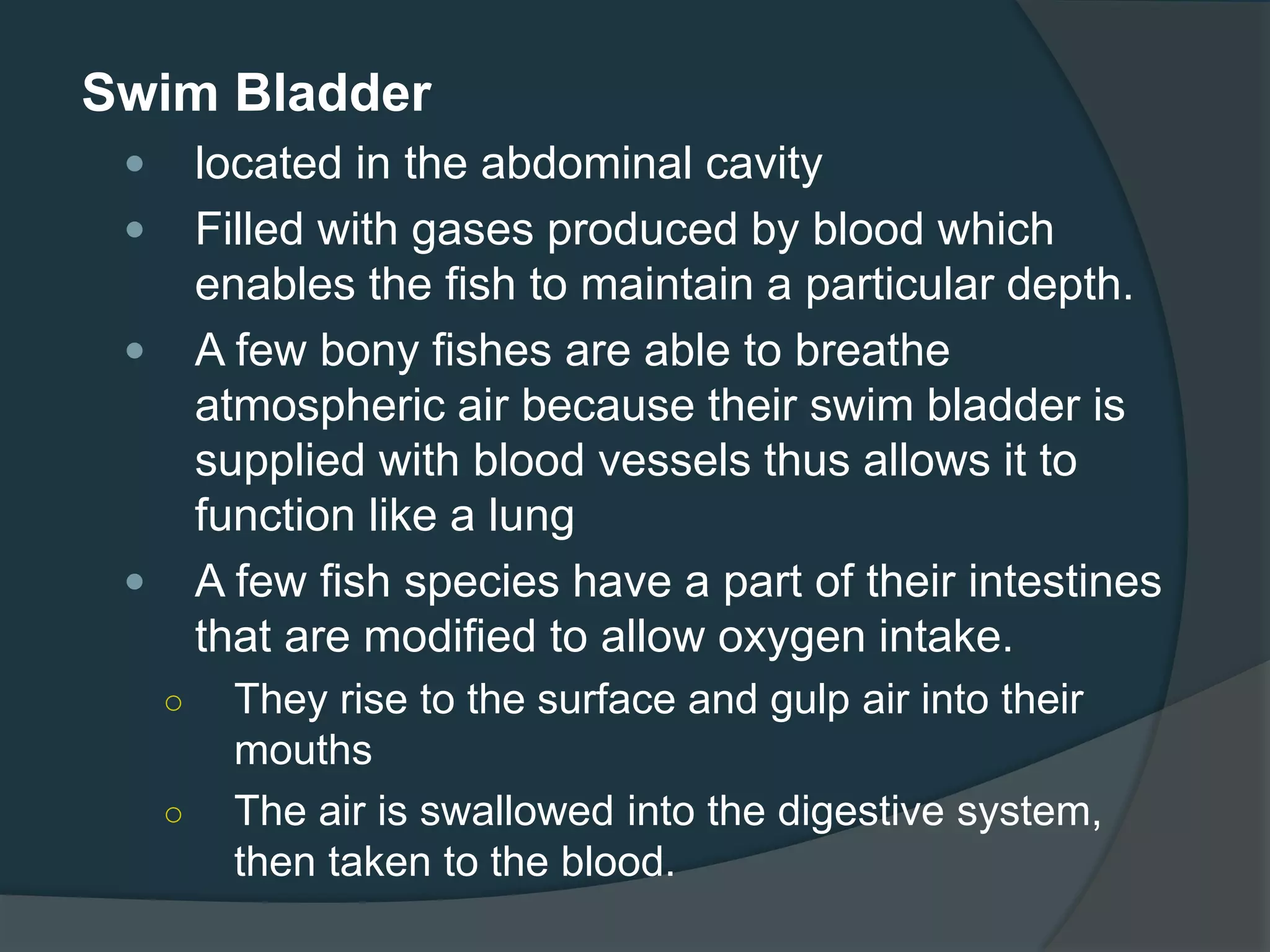 Swim Bladder
 located in the abdominal cavity
 Filled with gases produced by blood which
enables the fish to maintain a particular depth.
 A few bony fishes are able to breathe
atmospheric air because their swim bladder is
supplied with blood vessels thus allows it to
function like a lung
 A few fish species have a part of their intestines
that are modified to allow oxygen intake.
○ They rise to the surface and gulp air into their
mouths
○ The air is swallowed into the digestive system,
then taken to the blood.
 