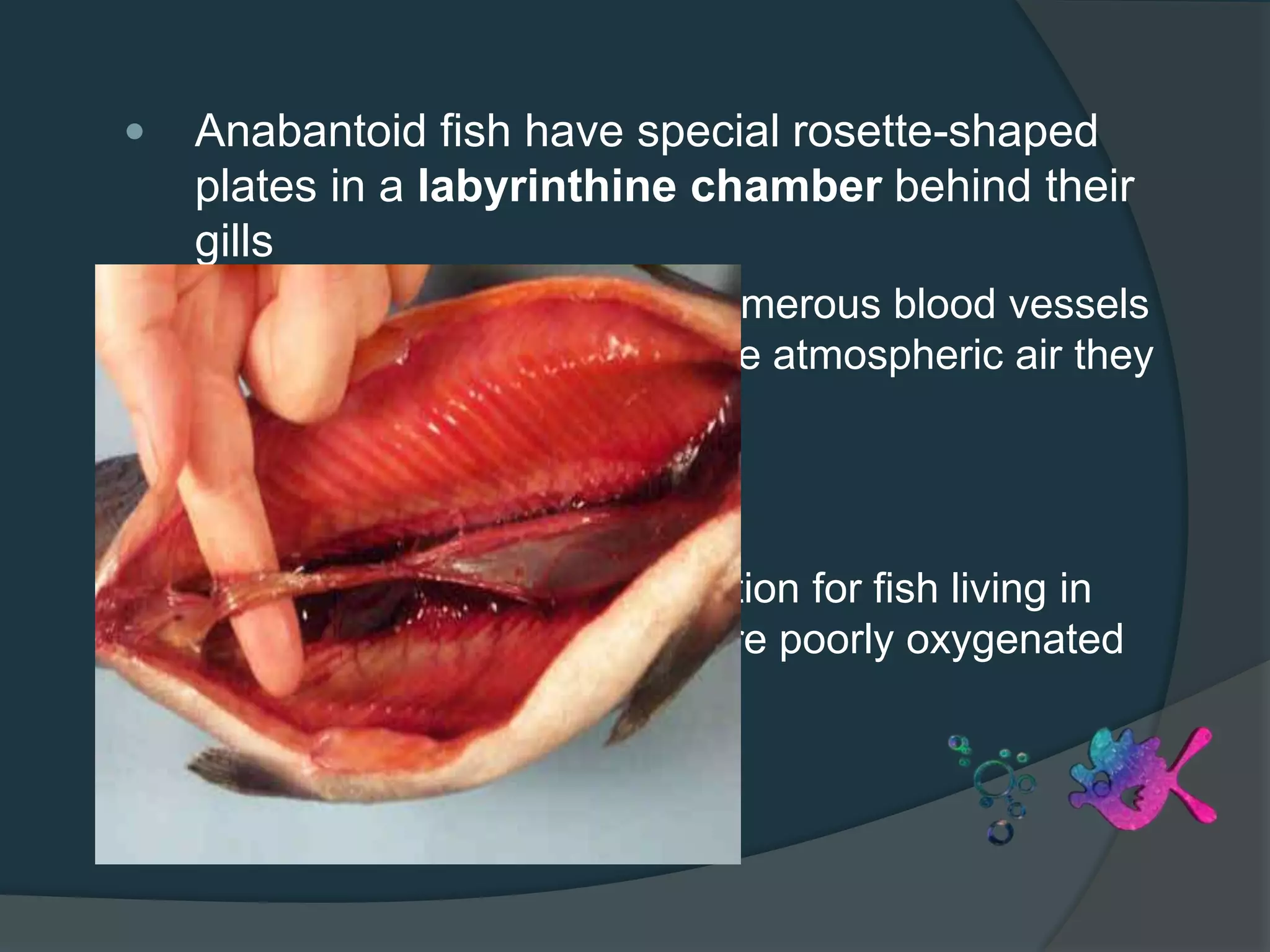  Anabantoid fish have special rosette-shaped
plates in a labyrinthine chamber behind their
gills
○ These are supplied with numerous blood vessels
that absorb oxygen from the atmospheric air they
inhale through their mouth
>>These are important adaptation for fish living in
swamps or other waters that are poorly oxygenated
 