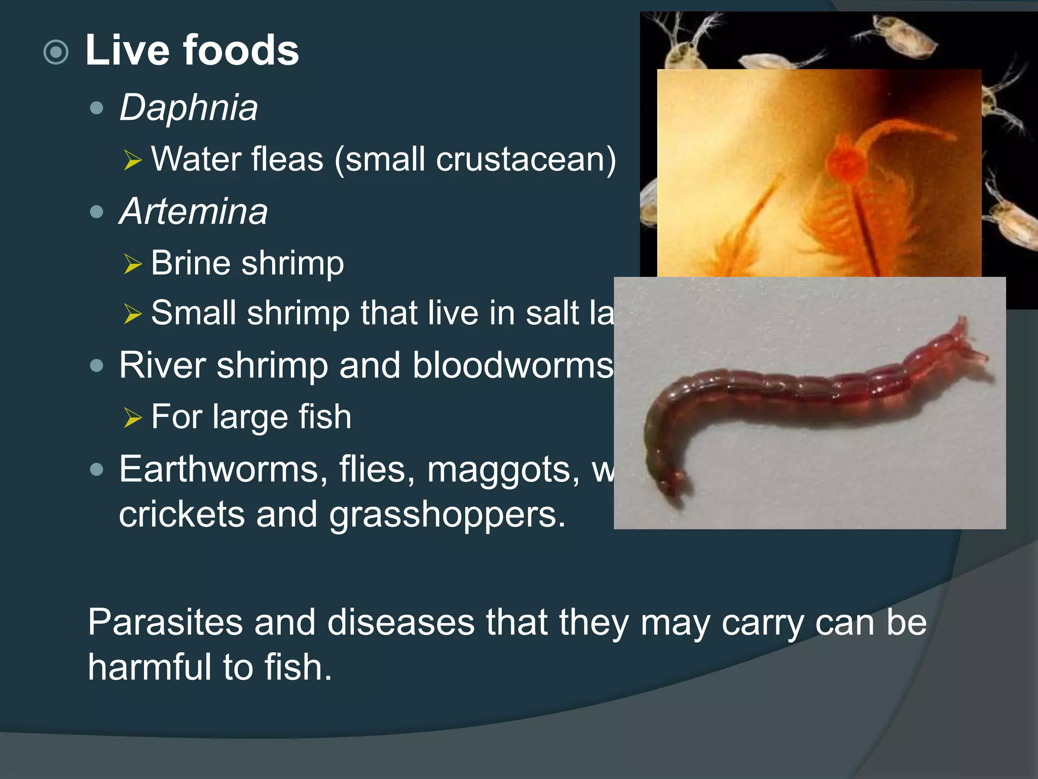  Live foods
 Daphnia
 Water fleas (small crustacean)
 Artemina
 Brine shrimp
 Small shrimp that live in salt lakes or brackish waters
 River shrimp and bloodworms
 For large fish
 Earthworms, flies, maggots, wood lice, caterpillars,
crickets and grasshoppers.
Parasites and diseases that they may carry can be
harmful to fish.
 