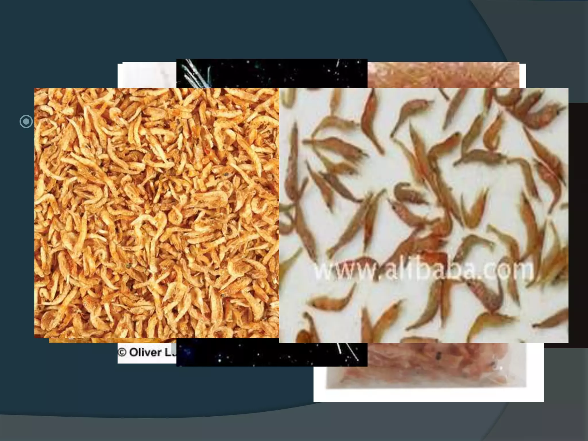  Freeze-dried and Frozen foods
 Safe form
○ Mysis shrimp
○ Pacific shrimp
○ Tubifex worms
○ Krill
○ Plankton
 