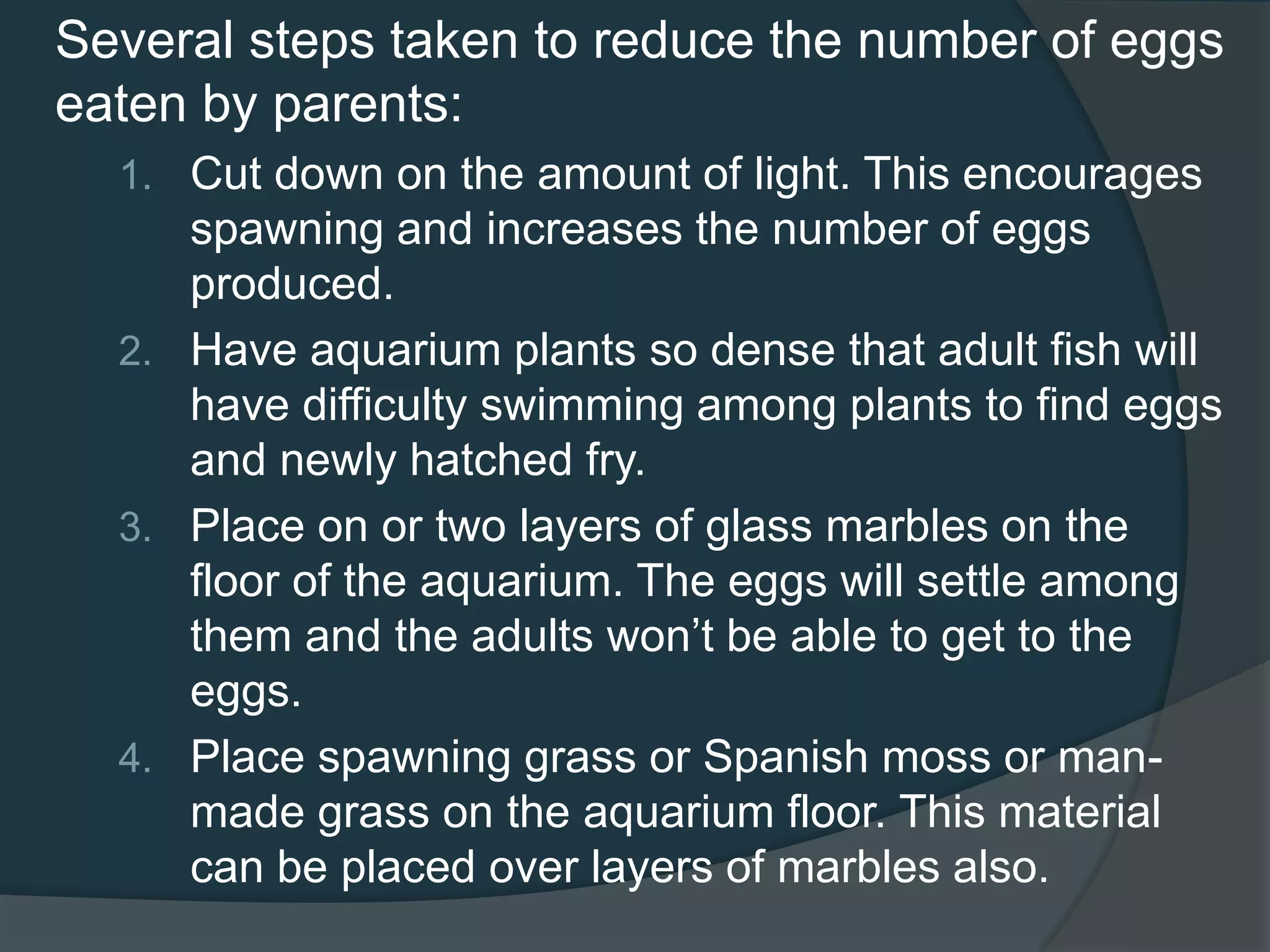 Several steps taken to reduce the number of eggs
eaten by parents:
1. Cut down on the amount of light. This encourages
spawning and increases the number of eggs
produced.
2. Have aquarium plants so dense that adult fish will
have difficulty swimming among plants to find eggs
and newly hatched fry.
3. Place on or two layers of glass marbles on the
floor of the aquarium. The eggs will settle among
them and the adults won’t be able to get to the
eggs.
4. Place spawning grass or Spanish moss or man-
made grass on the aquarium floor. This material
can be placed over layers of marbles also.
 