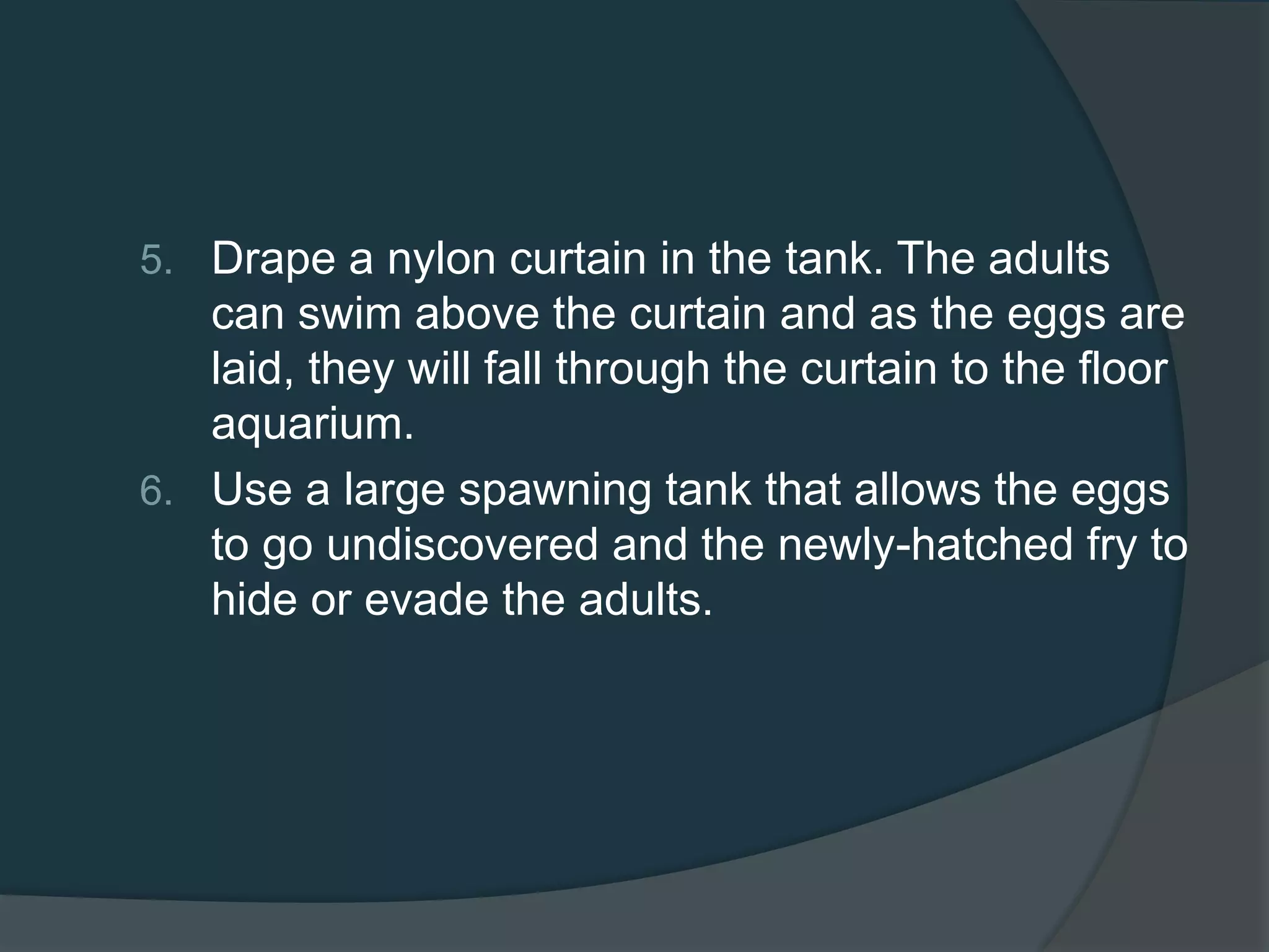 5. Drape a nylon curtain in the tank. The adults
can swim above the curtain and as the eggs are
laid, they will fall through the curtain to the floor
aquarium.
6. Use a large spawning tank that allows the eggs
to go undiscovered and the newly-hatched fry to
hide or evade the adults.
 