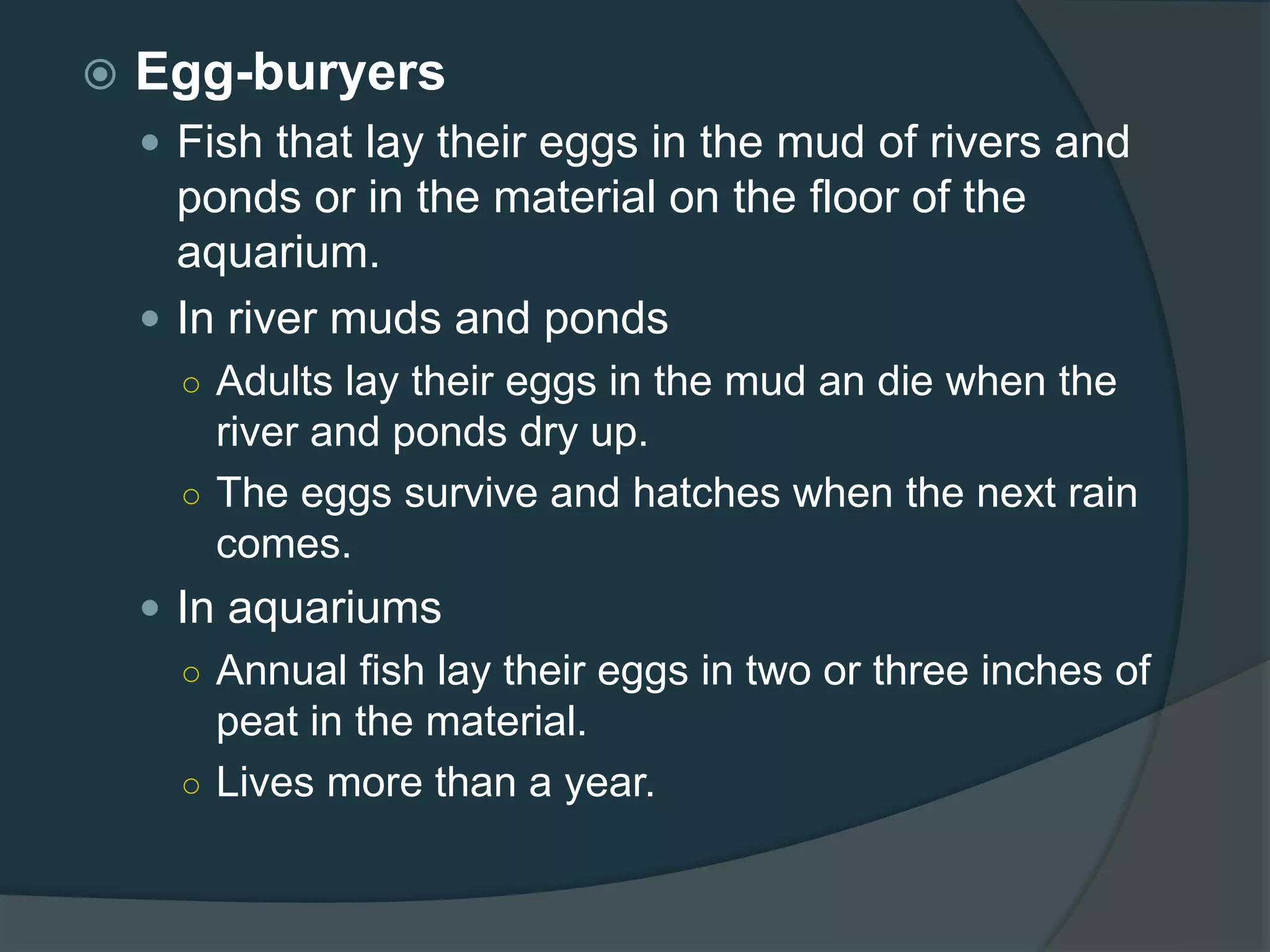  Egg-buryers
 Fish that lay their eggs in the mud of rivers and
ponds or in the material on the floor of the
aquarium.
 In river muds and ponds
○ Adults lay their eggs in the mud an die when the
river and ponds dry up.
○ The eggs survive and hatches when the next rain
comes.
 In aquariums
○ Annual fish lay their eggs in two or three inches of
peat in the material.
○ Lives more than a year.
 