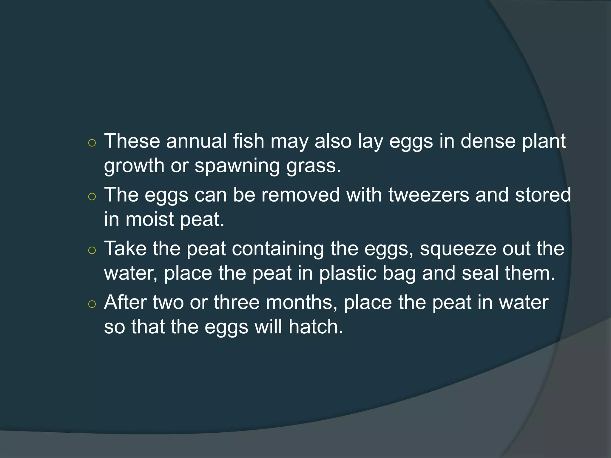 ○ These annual fish may also lay eggs in dense plant
growth or spawning grass.
○ The eggs can be removed with tweezers and stored
in moist peat.
○ Take the peat containing the eggs, squeeze out the
water, place the peat in plastic bag and seal them.
○ After two or three months, place the peat in water
so that the eggs will hatch.
 
