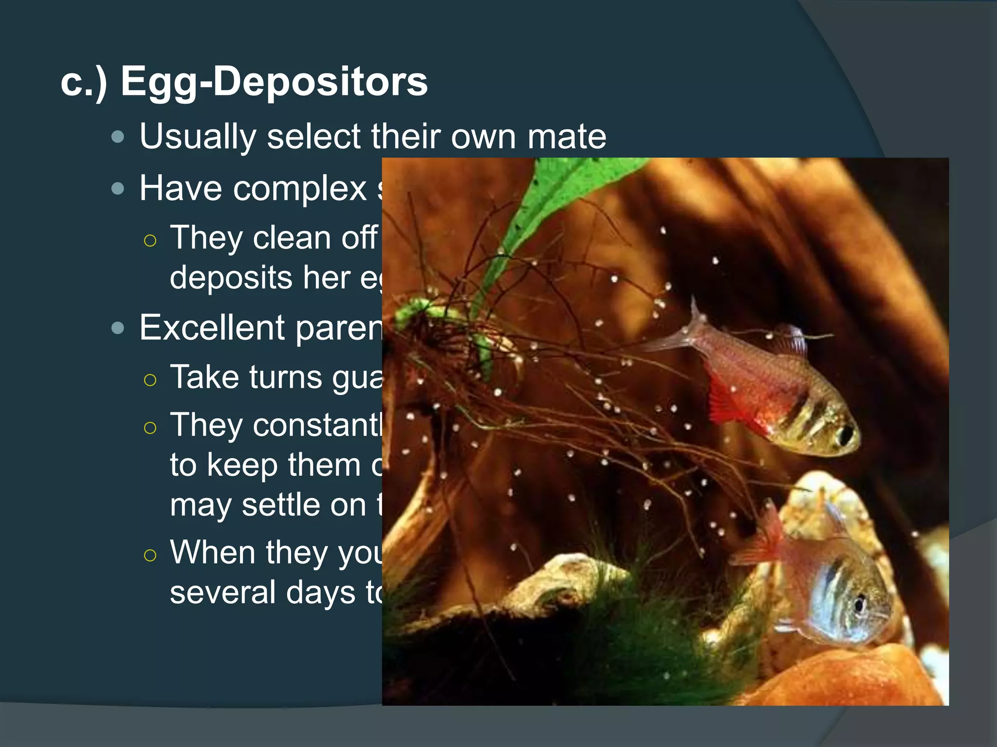 c.) Egg-Depositors
 Usually select their own mate
 Have complex spawning routines
○ They clean off a nesting site where the female
deposits her eggs and the male fertilizes them.
 Excellent parents
○ Take turns guarding the nest
○ They constantly fan the nest and eggs with their fins
to keep them clean from dirt or silt and dust that
may settle on them.
○ When they young fry hatch, they keep watch for
several days to protect them from predators.
 
