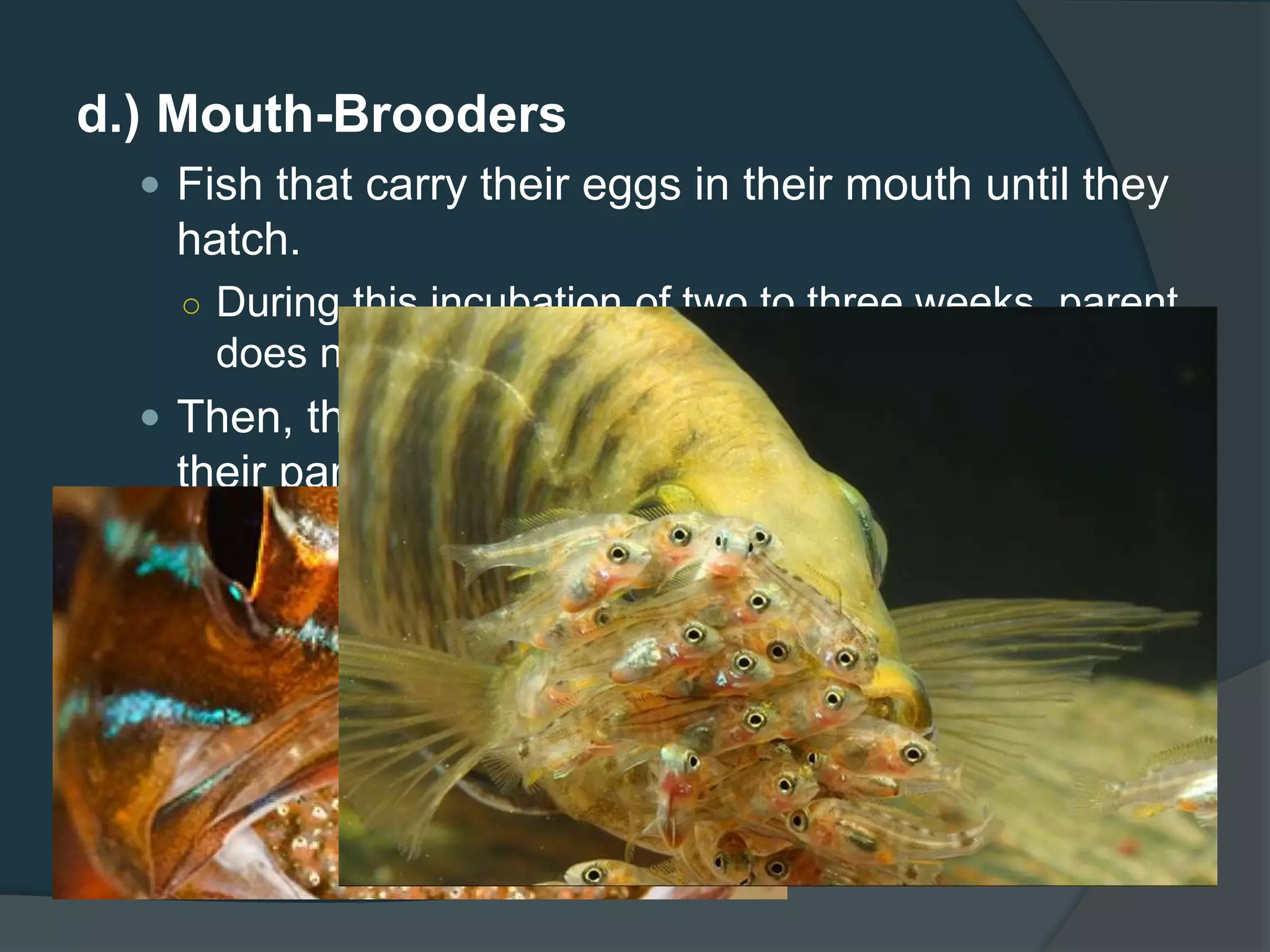 d.) Mouth-Brooders
 Fish that carry their eggs in their mouth until they
hatch.
○ During this incubation of two to three weeks, parent
does not eat.
 Then, the young may continue to be carried in
their parents mouth until they are ready to fend.
 In some species
○ The young, after leaving the parent’s mouth may
return if threatened
 