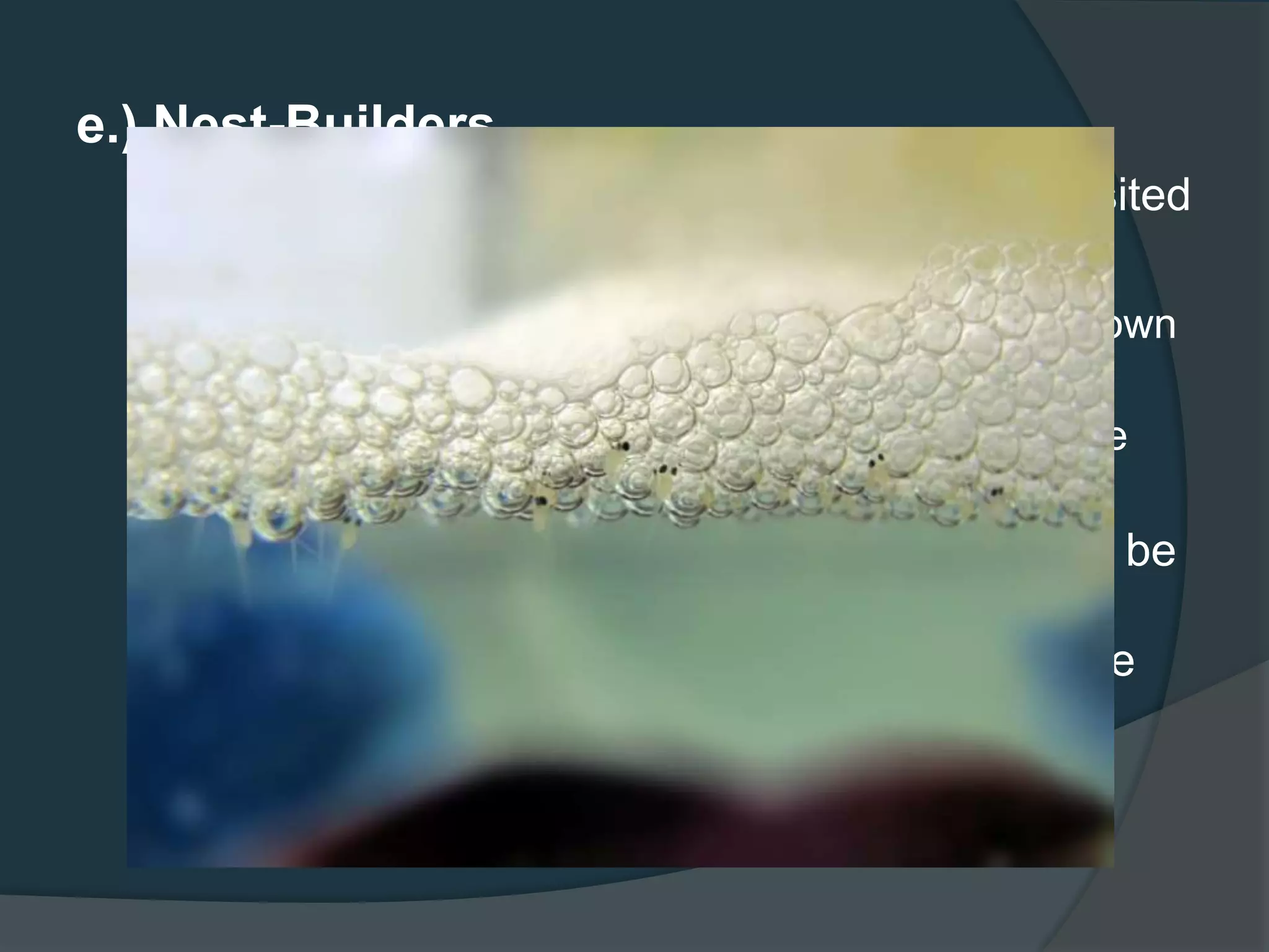 e.) Nest-Builders
 Constructs a nest in which the eggs are deposited
 Nest can be:
○ Bubble nest on the surface made from saliva-blown
bubbles
○ Prepared from materials found on the floor of the
aquarium.
 After the eggs are fertilized, the female should be
removed because the male will become
aggressive towards her and he then guards the
nest.
 