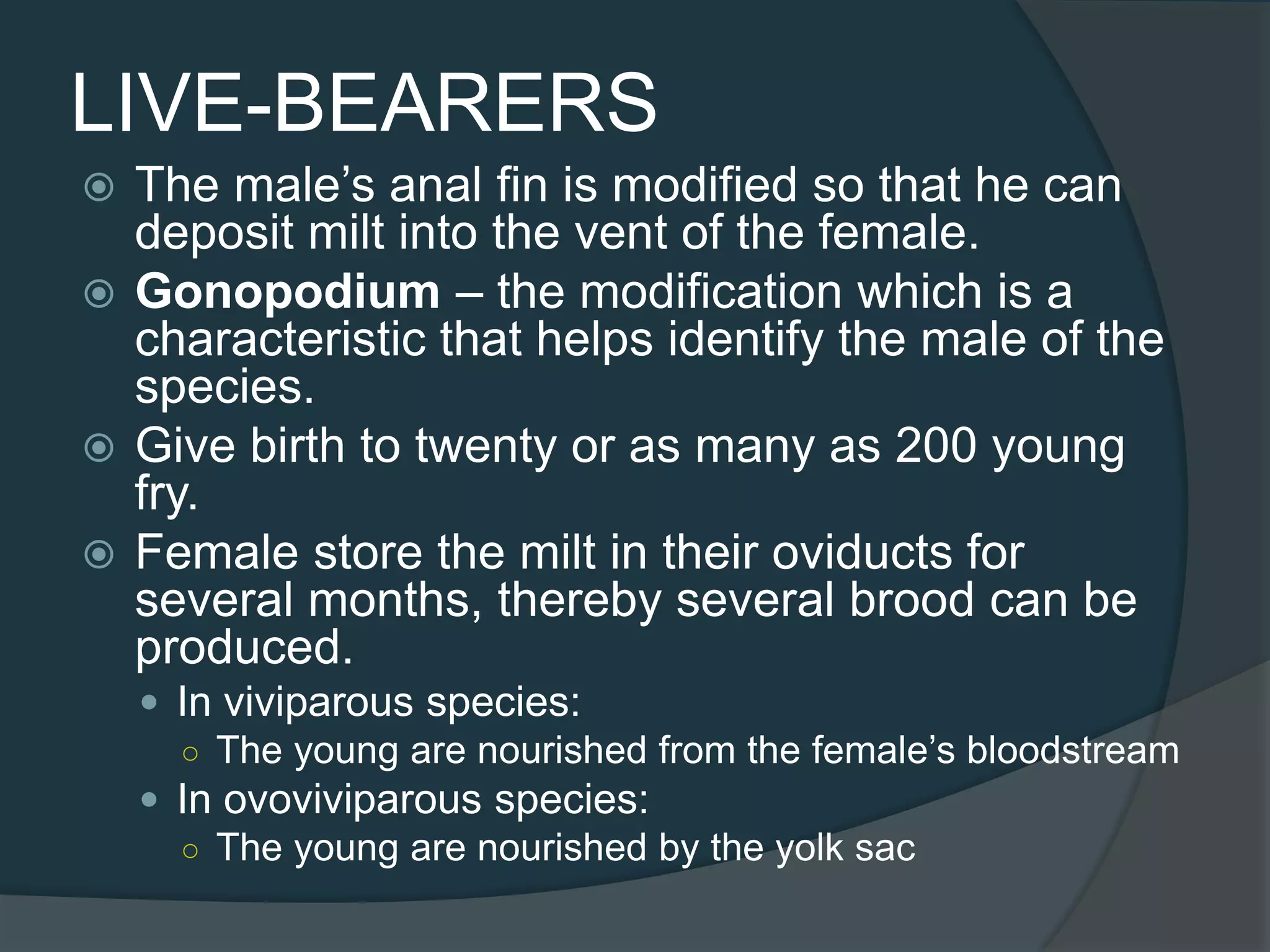 LIVE-BEARERS
 The male’s anal fin is modified so that he can
deposit milt into the vent of the female.
 Gonopodium – the modification which is a
characteristic that helps identify the male of the
species.
 Give birth to twenty or as many as 200 young
fry.
 Female store the milt in their oviducts for
several months, thereby several brood can be
produced.
 In viviparous species:
○ The young are nourished from the female’s bloodstream
 In ovoviviparous species:
○ The young are nourished by the yolk sac
 
