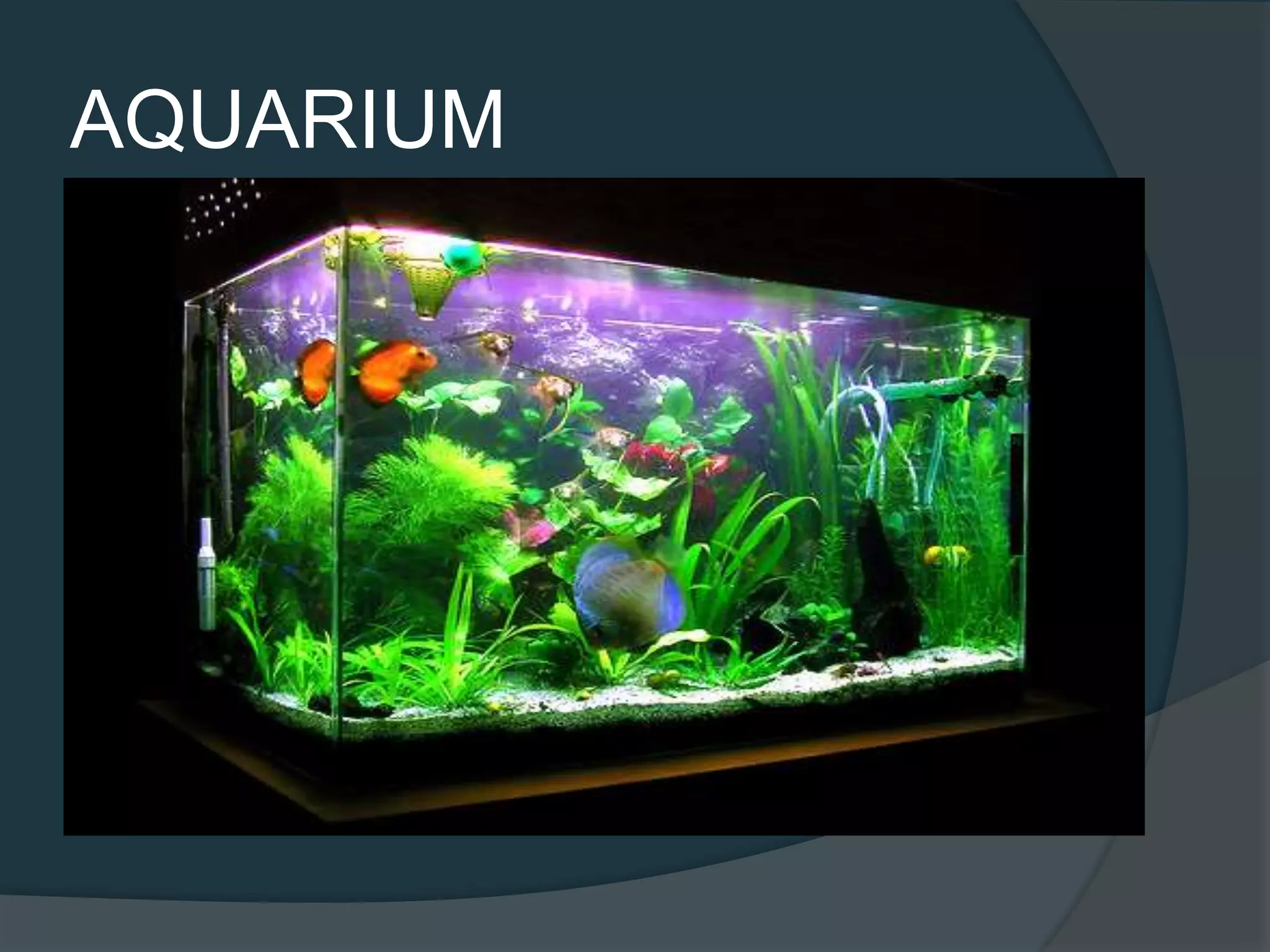 AQUARIUM
 The term combines the Latin root aqua,
meaning water, with the suffix -arium,
meaning "a place for relating to“
 