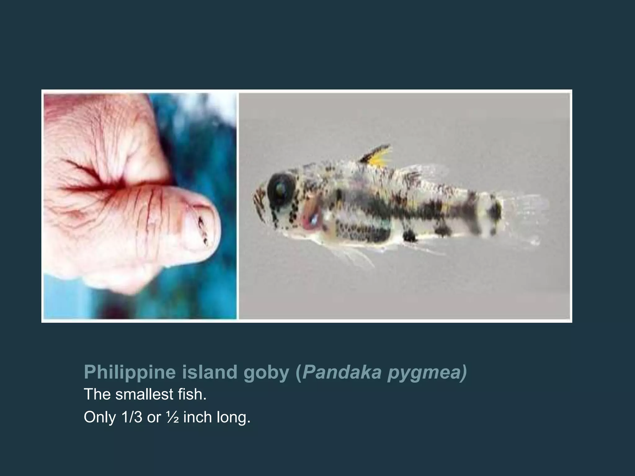 Philippine island goby (Pandaka pygmea)
The smallest fish.
Only 1/3 or ½ inch long.
 