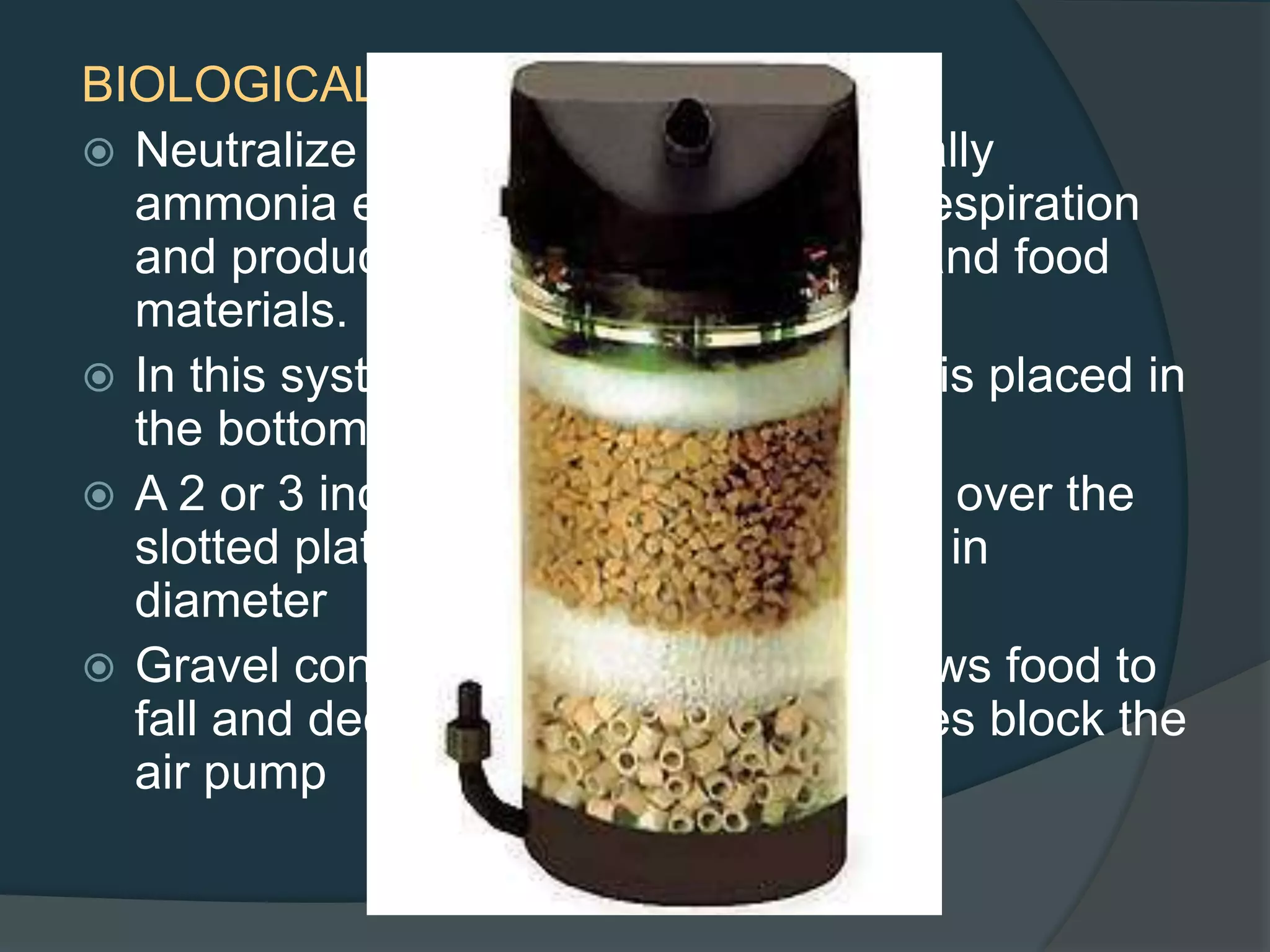BIOLOGICAL FILTRATION
 Neutralize toxic substances, essentially
ammonia excreted from fish during respiration
and produced from decaying waste and food
materials.
 In this system, a slotted plastic plate is placed in
the bottom of the aquarium.
 A 2 or 3 inch layer of gravel is placed over the
slotted plate; should be 0.125 inches in
diameter
 Gravel containing large particles allows food to
fall and decay while too small particles block the
air pump
 