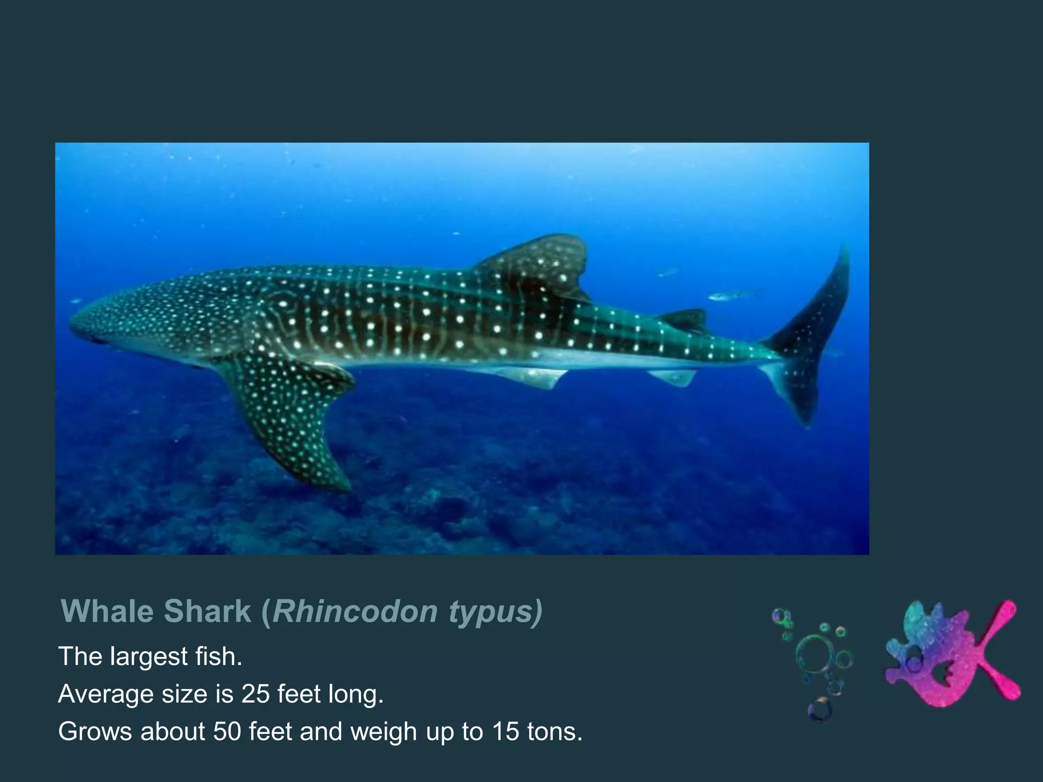 Whale Shark (Rhincodon typus)
The largest fish.
Average size is 25 feet long.
Grows about 50 feet and weigh up to 15 tons.
 