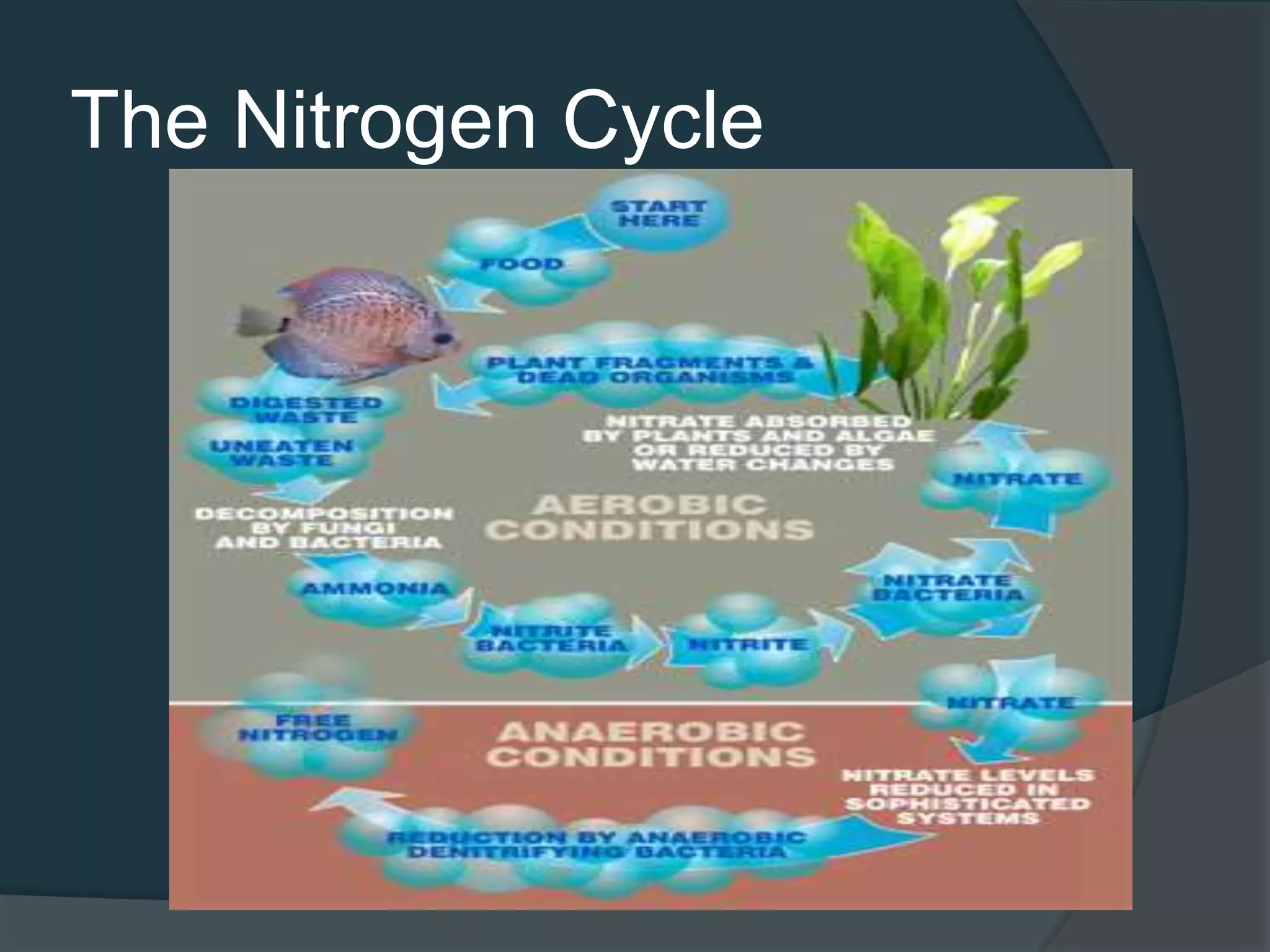 The Nitrogen Cycle
 