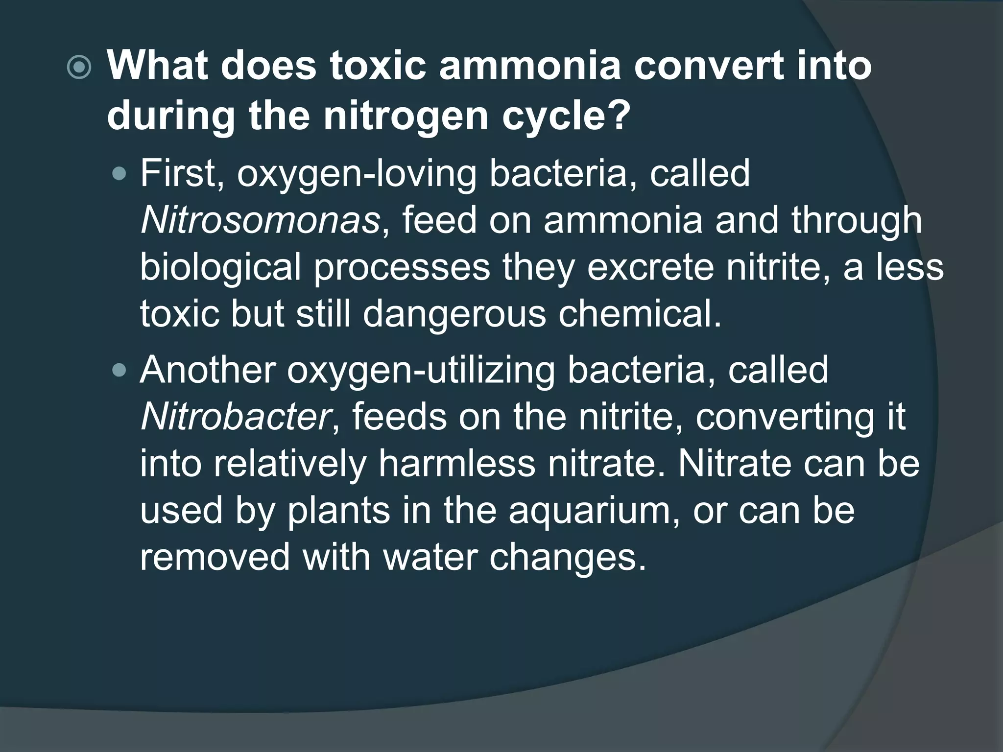  What does toxic ammonia convert into
during the nitrogen cycle?
 First, oxygen-loving bacteria, called
Nitrosomonas, feed on ammonia and through
biological processes they excrete nitrite, a less
toxic but still dangerous chemical.
 Another oxygen-utilizing bacteria, called
Nitrobacter, feeds on the nitrite, converting it
into relatively harmless nitrate. Nitrate can be
used by plants in the aquarium, or can be
removed with water changes.
 