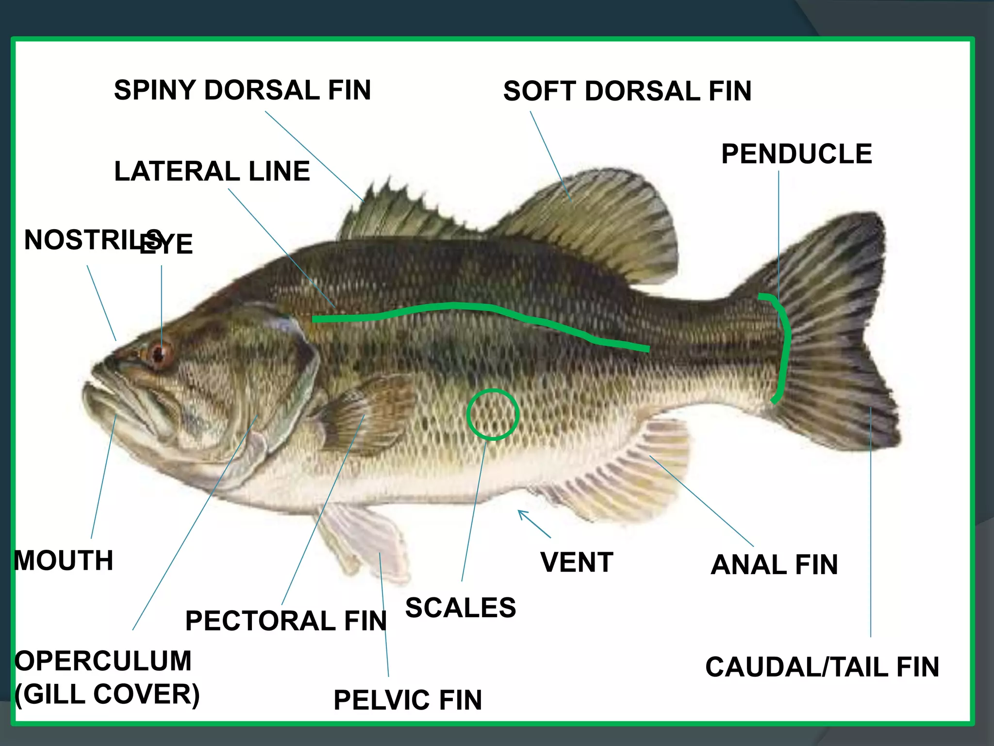 EXTERNAL ANATOMY
EYE
MOUTH
OPERCULUM
(GILL COVER)
PECTORAL FIN
ANAL FIN
PELVIC FIN
LATERAL LINE
SOFT DORSAL FIN
CAUDAL/TAIL FIN
SPINY DORSAL FIN
SCALES
VENT
NOSTRILS
PENDUCLE
 