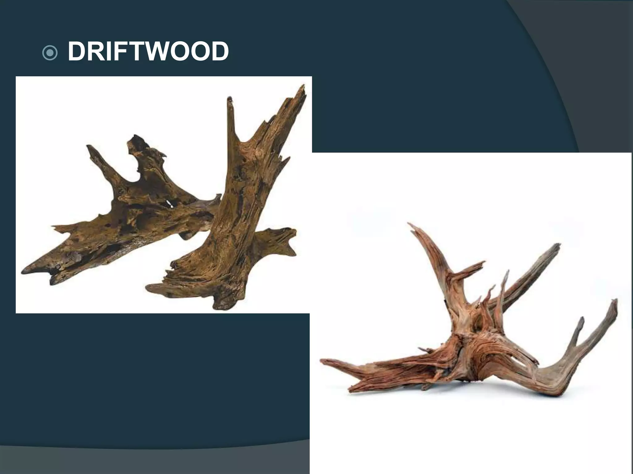  DRIFTWOOD
 