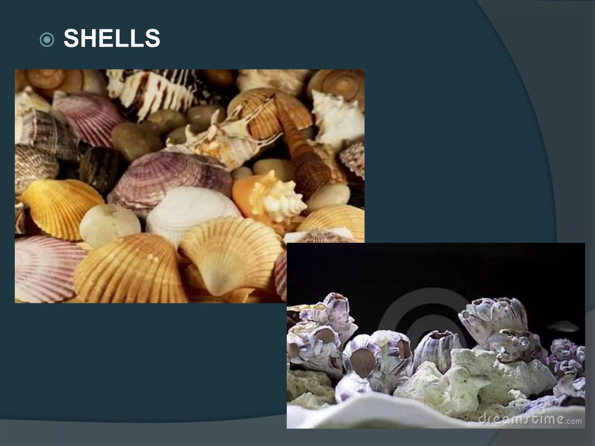  SHELLS
 