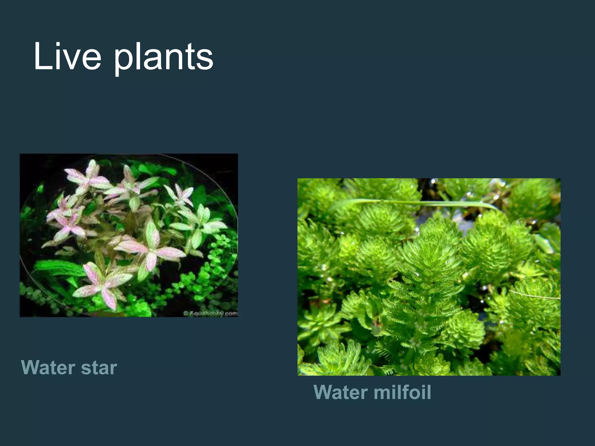 Water star
Water milfoil
Live plants
 