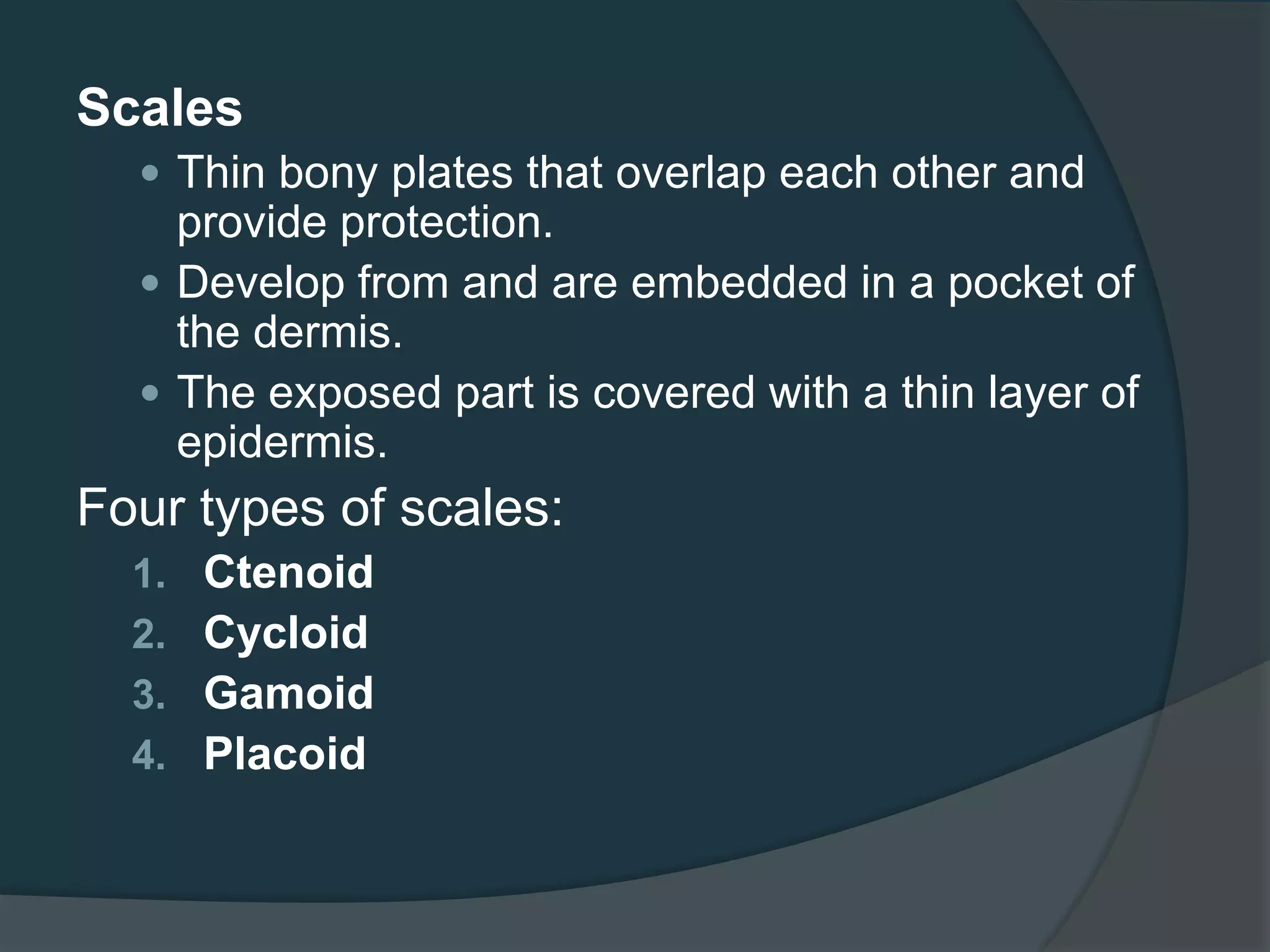 Scales
 Thin bony plates that overlap each other and
provide protection.
 Develop from and are embedded in a pocket of
the dermis.
 The exposed part is covered with a thin layer of
epidermis.
Four types of scales:
1. Ctenoid
2. Cycloid
3. Gamoid
4. Placoid
 
