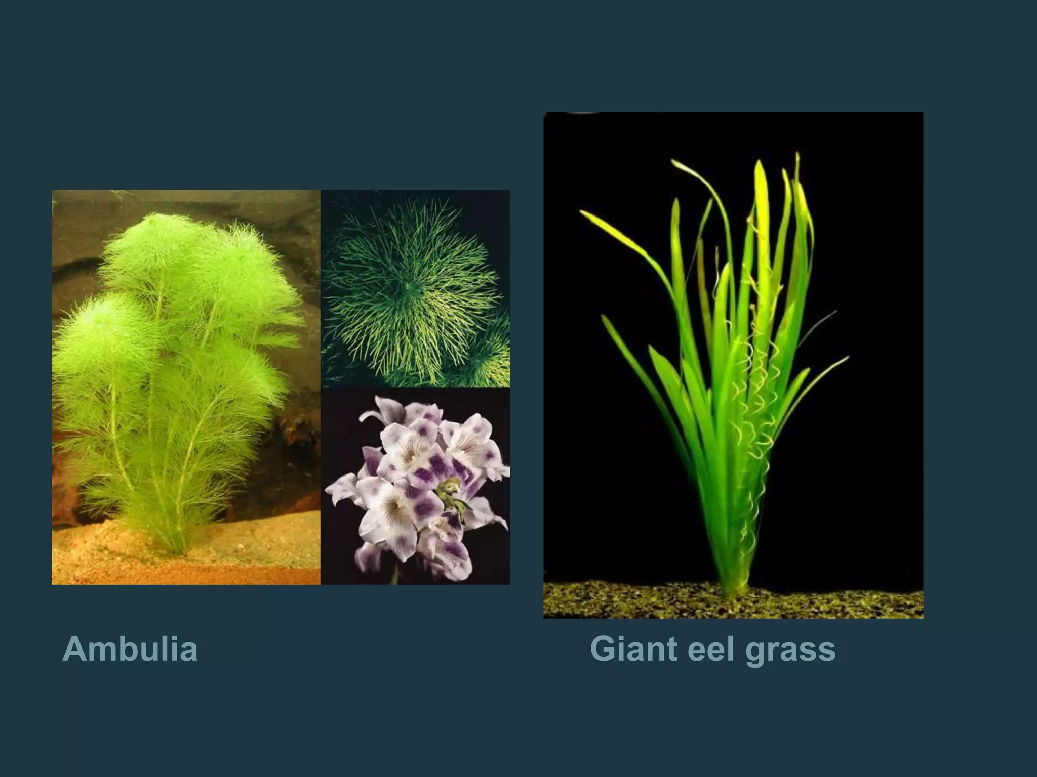 Ambulia Giant eel grass
 