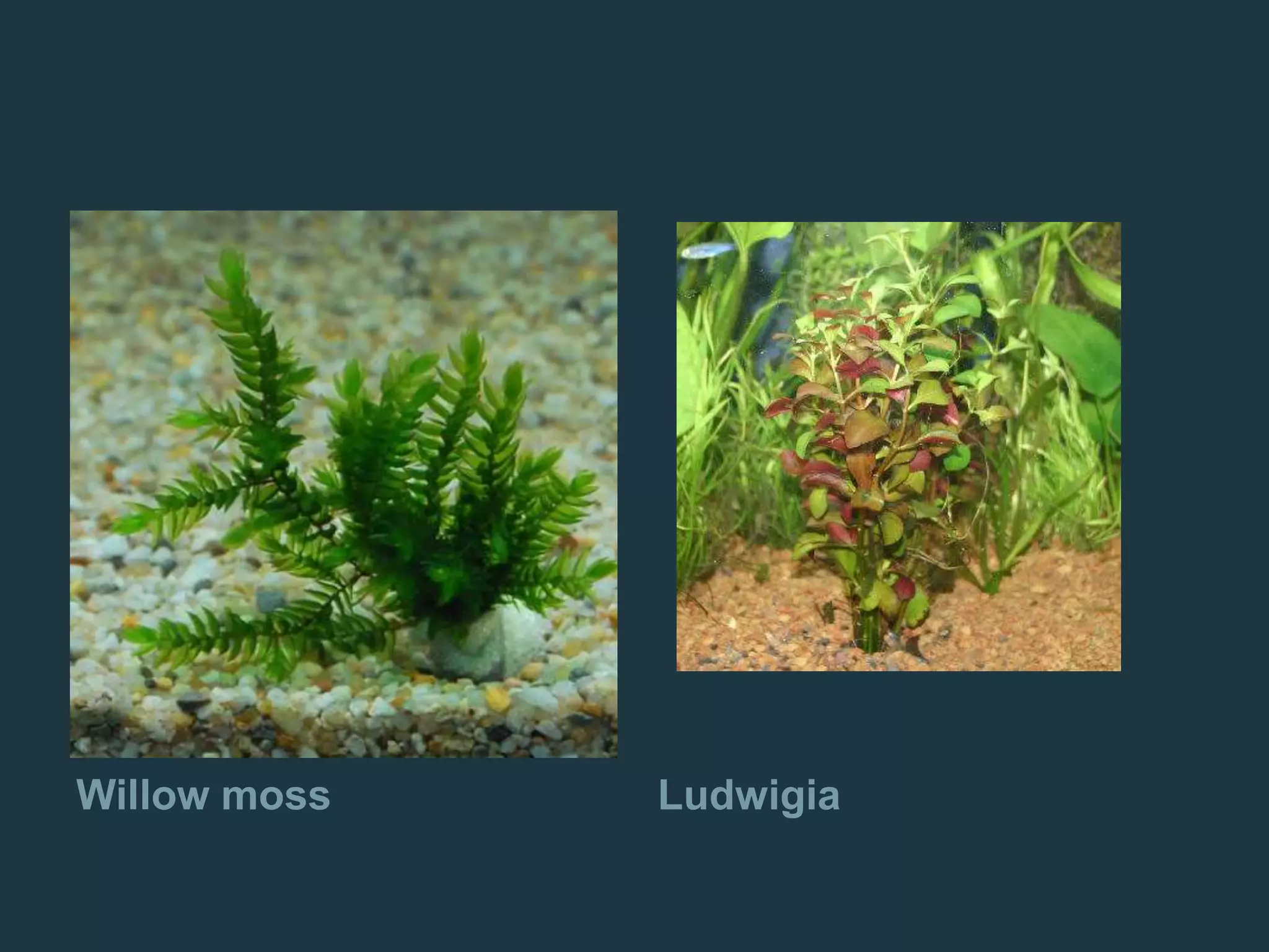 Willow moss Ludwigia
 