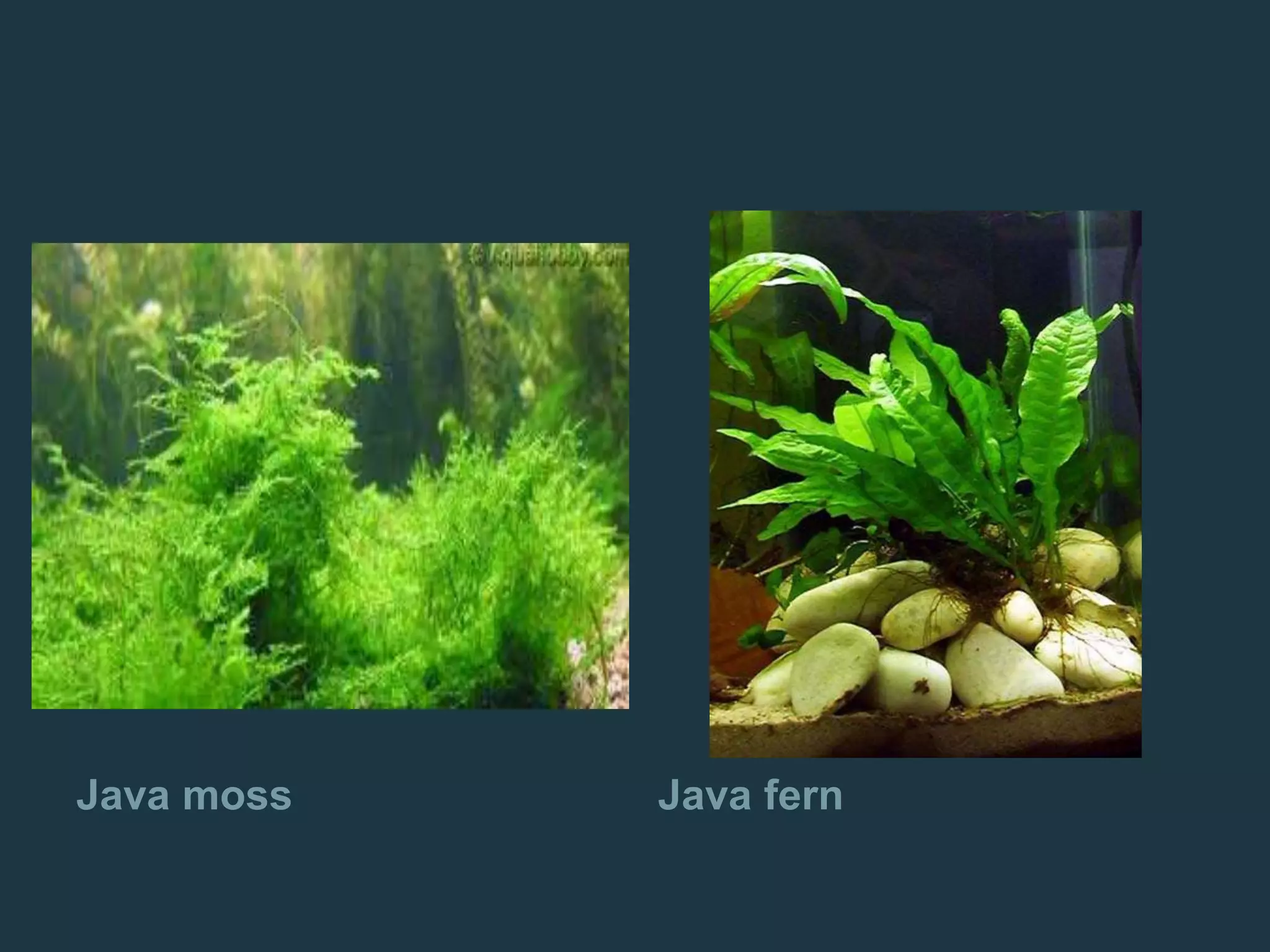 Java moss Java fern
 