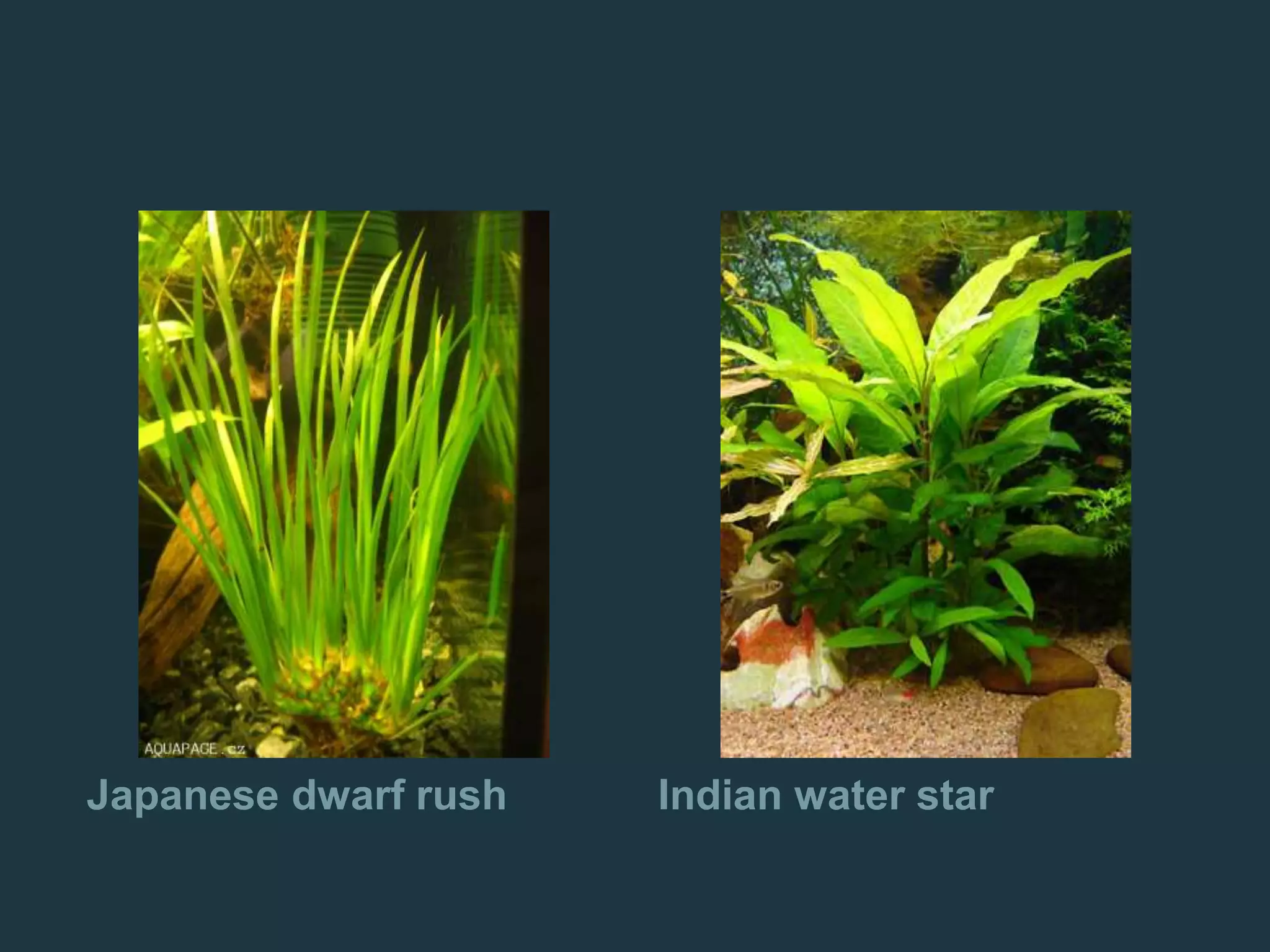 Japanese dwarf rush Indian water star
 