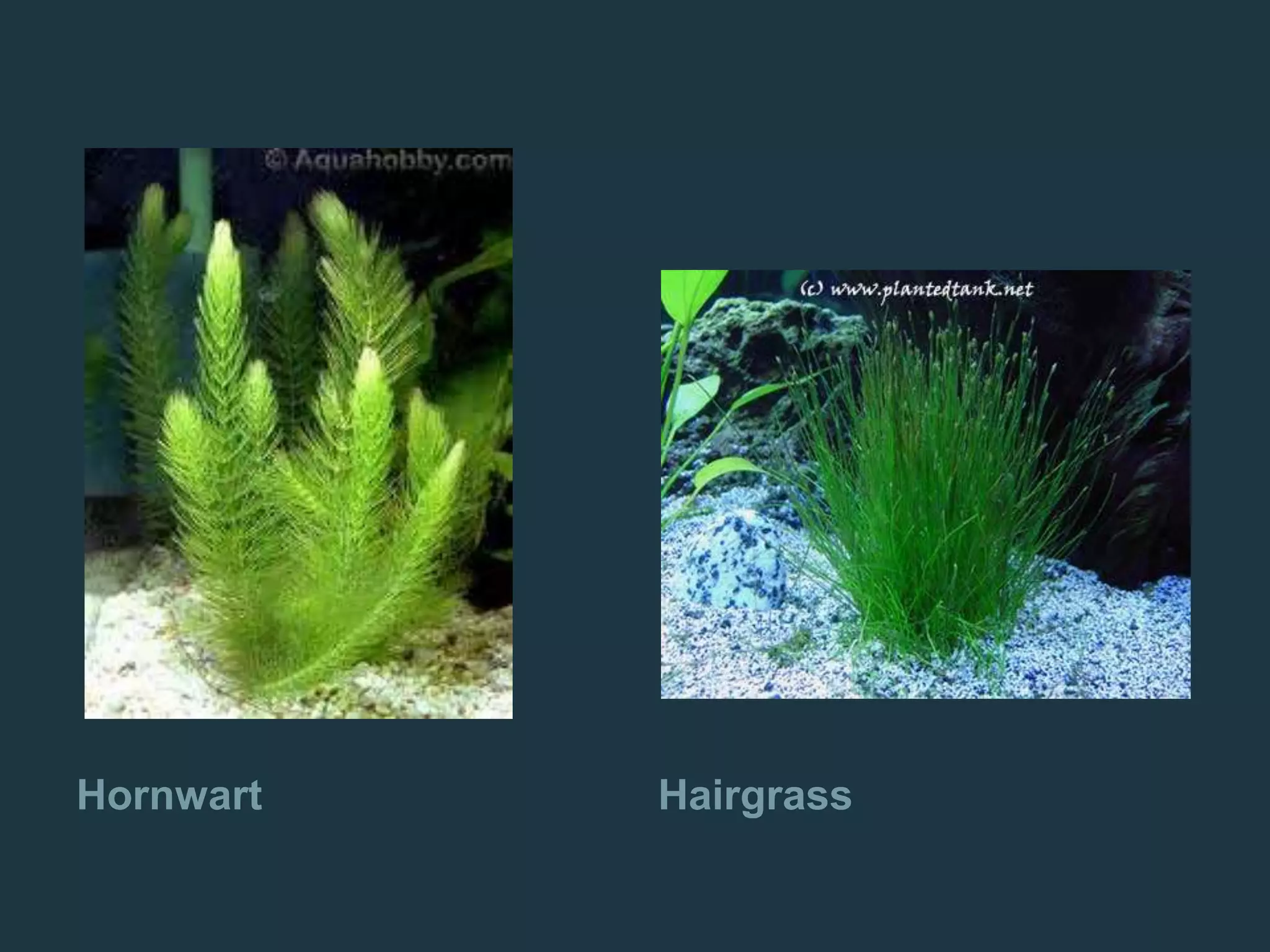 Hornwart Hairgrass
 