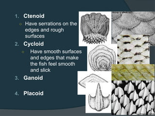 1. Ctenoid
○ Have serrations on the
edges and rough
surfaces
2. Cycloid
○ Have smooth surfaces
and edges that make
the fish feel smooth
and slick
3. Ganoid
4. Placoid
 