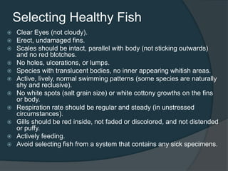 Selecting Healthy Fish
 Clear Eyes (not cloudy).
 Erect, undamaged fins.
 Scales should be intact, parallel with body (not sticking outwards)
and no red blotches.
 No holes, ulcerations, or lumps.
 Species with translucent bodies, no inner appearing whitish areas.
 Active, lively, normal swimming patterns (some species are naturally
shy and reclusive).
 No white spots (salt grain size) or white cottony growths on the fins
or body.
 Respiration rate should be regular and steady (in unstressed
circumstances).
 Gills should be red inside, not faded or discolored, and not distended
or puffy.
 Actively feeding.
 Avoid selecting fish from a system that contains any sick specimens.
 