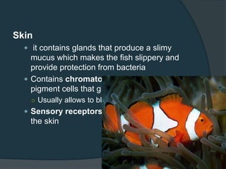 Skin
 it contains glands that produce a slimy
mucus which makes the fish slippery and
provide protection from bacteria
 Contains chromatophores which are
pigment cells that give the fish its colors.
○ Usually allows to blend with its surroundings
 Sensory receptors are also contained in
the skin
 