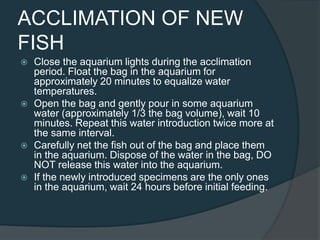 ACCLIMATION OF NEW
FISH
 Close the aquarium lights during the acclimation
period. Float the bag in the aquarium for
approximately 20 minutes to equalize water
temperatures.
 Open the bag and gently pour in some aquarium
water (approximately 1/3 the bag volume), wait 10
minutes. Repeat this water introduction twice more at
the same interval.
 Carefully net the fish out of the bag and place them
in the aquarium. Dispose of the water in the bag, DO
NOT release this water into the aquarium.
 If the newly introduced specimens are the only ones
in the aquarium, wait 24 hours before initial feeding.
 