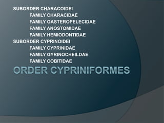 SUBORDER CHARACOIDEI
FAMILY CHARACIDAE
FAMILY GASTEROPELECIDAE
FAMILY ANOSTOMIDAE
FAMILY HEMIODONTIDAE
SUBORDER CYPRINOIDEI
FAMILY CYPRINIDAE
FAMILY GYRINOCHEILDAE
FAMILY COBITIDAE
 