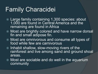 Family Characidei
 Large family containing 1,300 species: about
1,000 are found in Central America and the
remaining are found in Africa
 Most are brightly colored and have narrow dorsal
fin and small adipose fin.
 Most are omnivorous and consume all types of
food while few are carnivorous
 Inhabit shallow, slow-moving rivers of the
rainforest and live among sand and ground shoal
areas.
 Most are sociable and do well in the aquarium
community
 