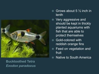 Bucktoothed Tetra
Exodon paradoxus
 Grows about 5 ½ inch in
lenth
 Very aggressive and
should be kept in thickly
planted aquariums with
fish that are able to
protect themselves
 Gold-colored with
reddish orange fins
 Feed on vegetation and
fruit
 Native to South America
 