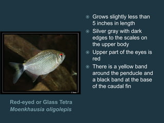 Red-eyed or Glass Tetra
Moenkhausia oligolepis
 Grows slightly less than
5 inches in length
 Silver gray with dark
edges to the scales on
the upper body
 Upper part of the eyes is
red
 There is a yellow band
around the penducle and
a black band at the base
of the caudal fin
 