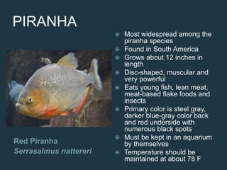 PIRANHA
Red Piranha
Serrasalmus nattereri
 Most widespread among the
piranha species
 Found in South America
 Grows about 12 inches in
length
 Disc-shaped, muscular and
very powerful
 Eats young fish, lean meat,
meat-based flake foods and
insects
 Primary color is steel gray,
darker blue-gray color back
and red underside with
numerous black spots
 Must be kept in an aquarium
by themselves
 Temperature should be
maintained at about 78 F
 