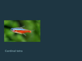 Cardinal tetra
 