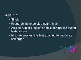 Anal fin
 Single
 Found on the underside near the tail
 Acts as rudder or keel to help steer the fish during
faster motion
 In some species, this has adapted to become a
sex organ
 