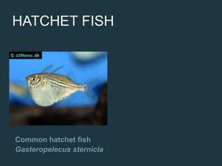 HATCHET FISH
Common hatchet fish
Gasteropelecus sternicla
 